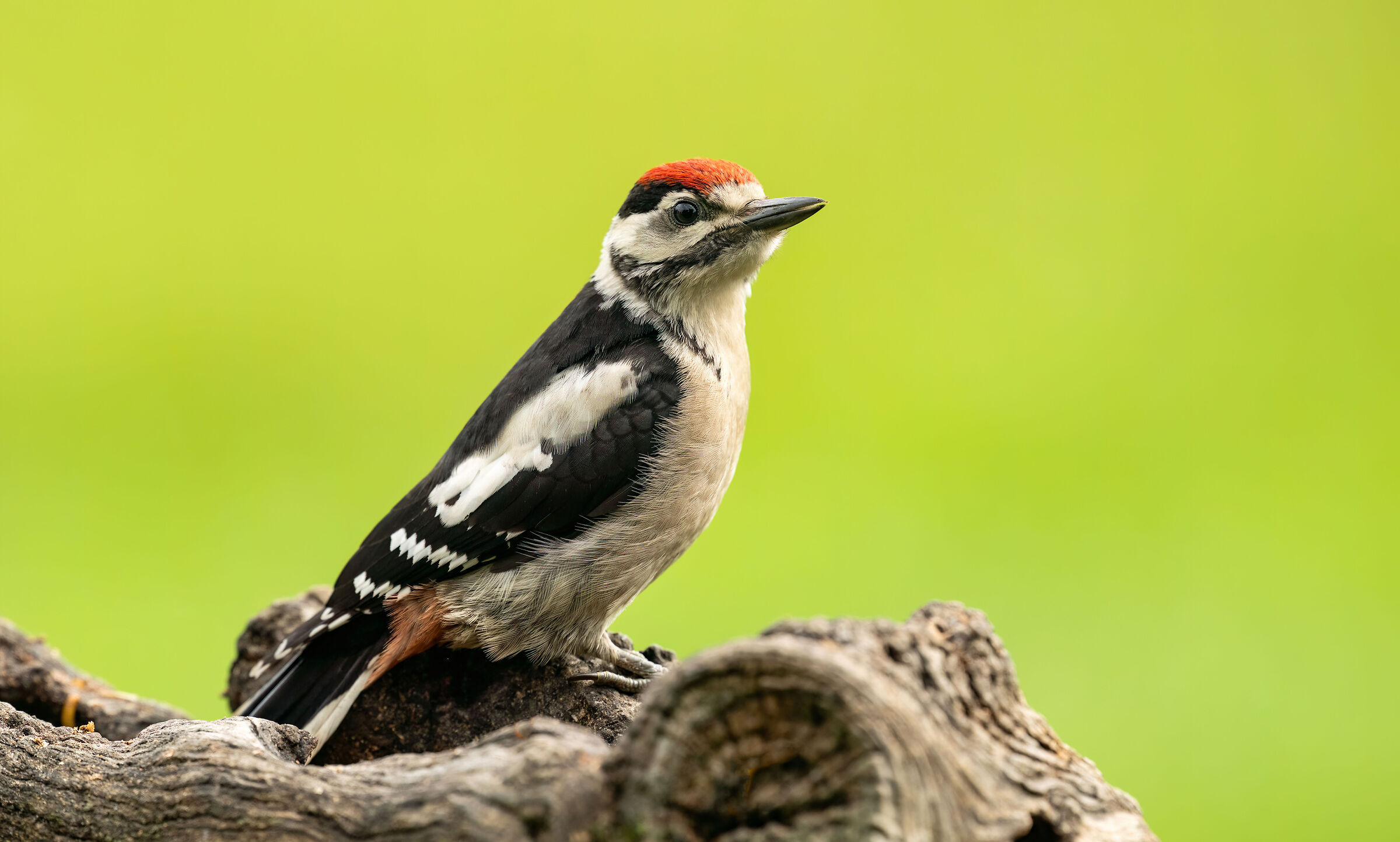 Red woodpecker pullo