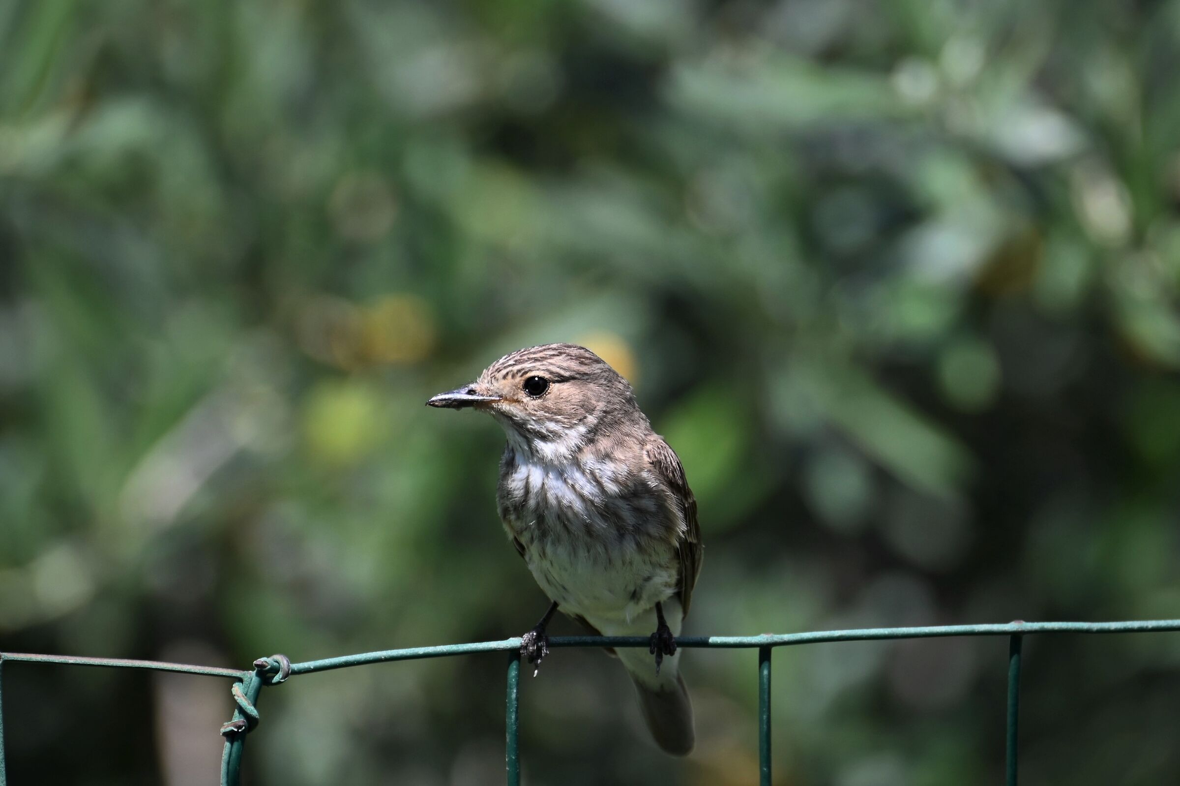 Flycatcher Nikon Z7 II Nikon Z 400mm f5.6 1/640s f5.6