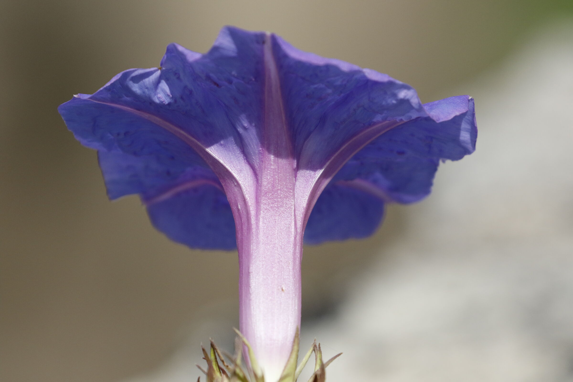 " Crop 6 Cento 40 ", Canon 100- 400 L I I, 7 D I I