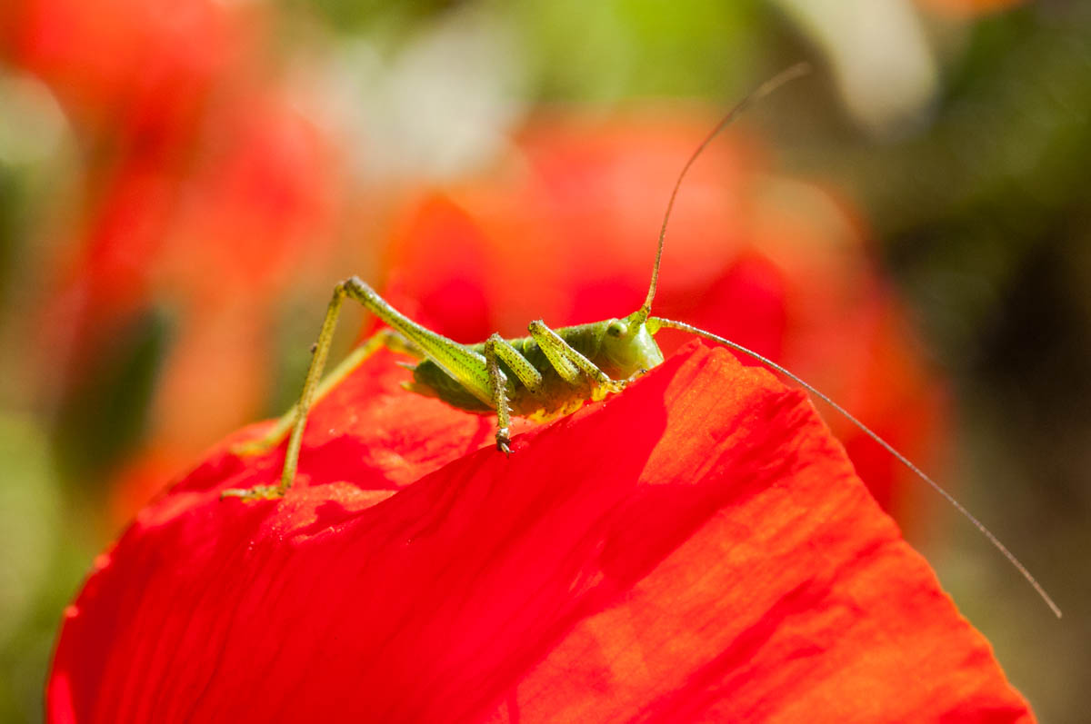 popped up from a poppy