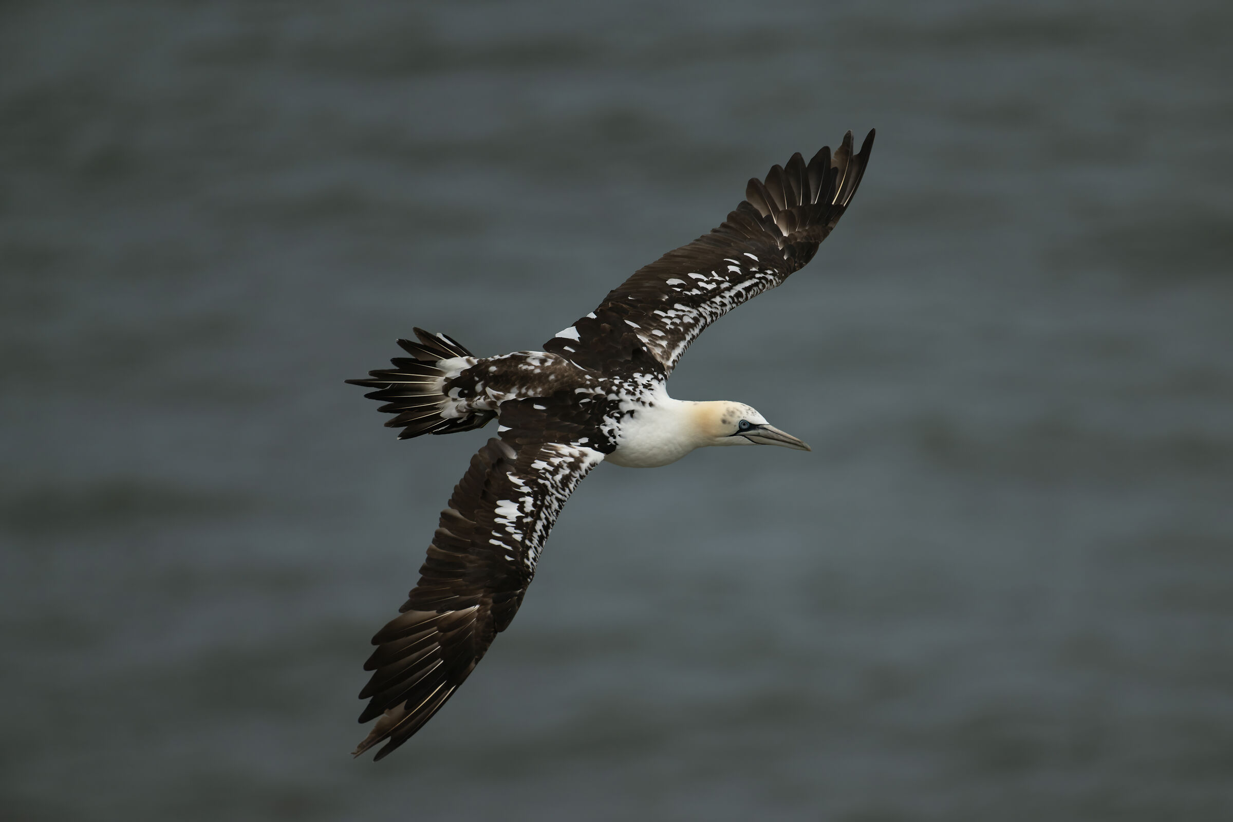 Immature gannet (Morus Bassanus)