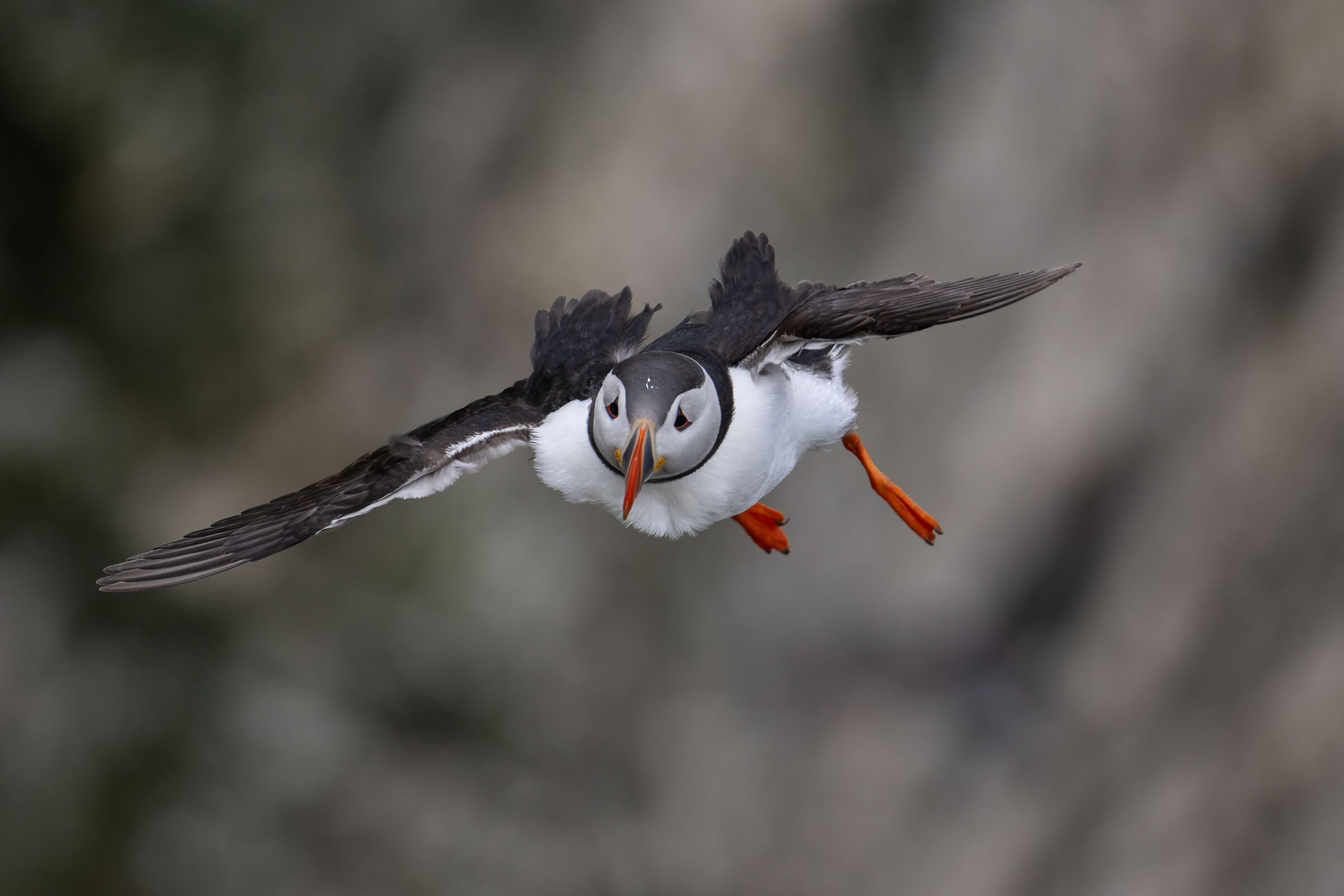 Puffin (Fratercula arctica)