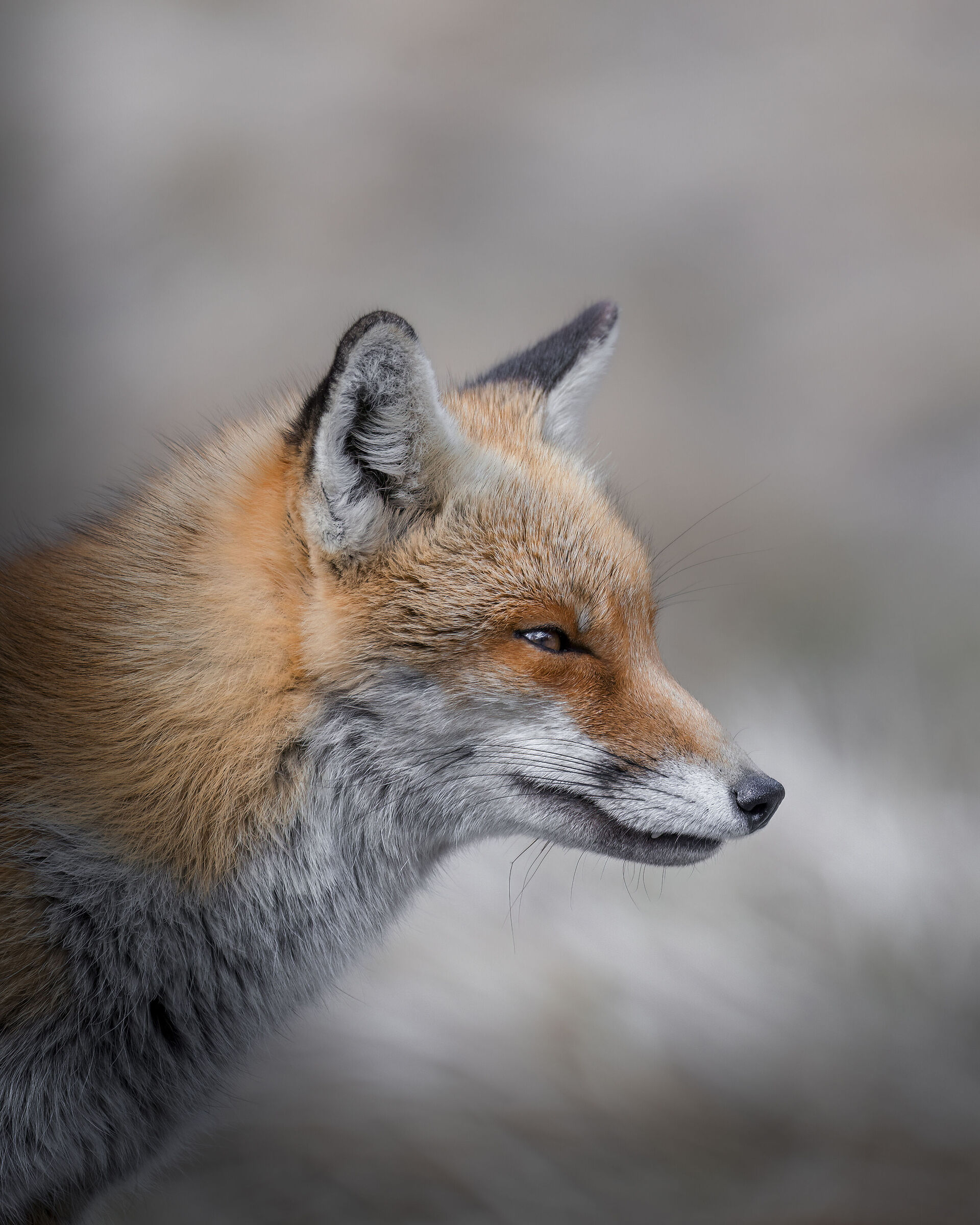 Portrait of the fox