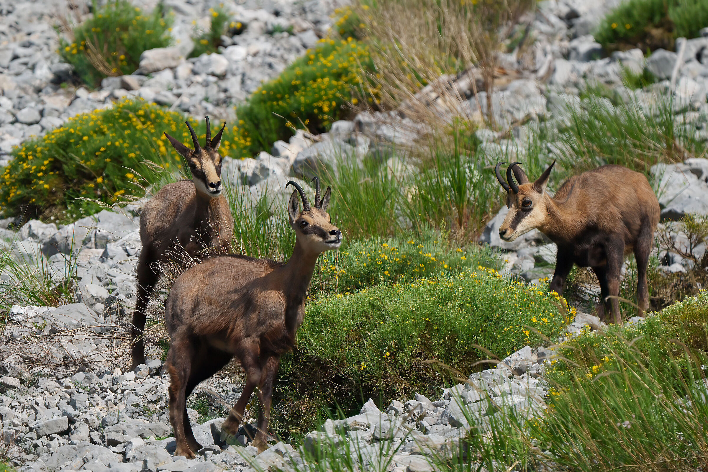 Chamois