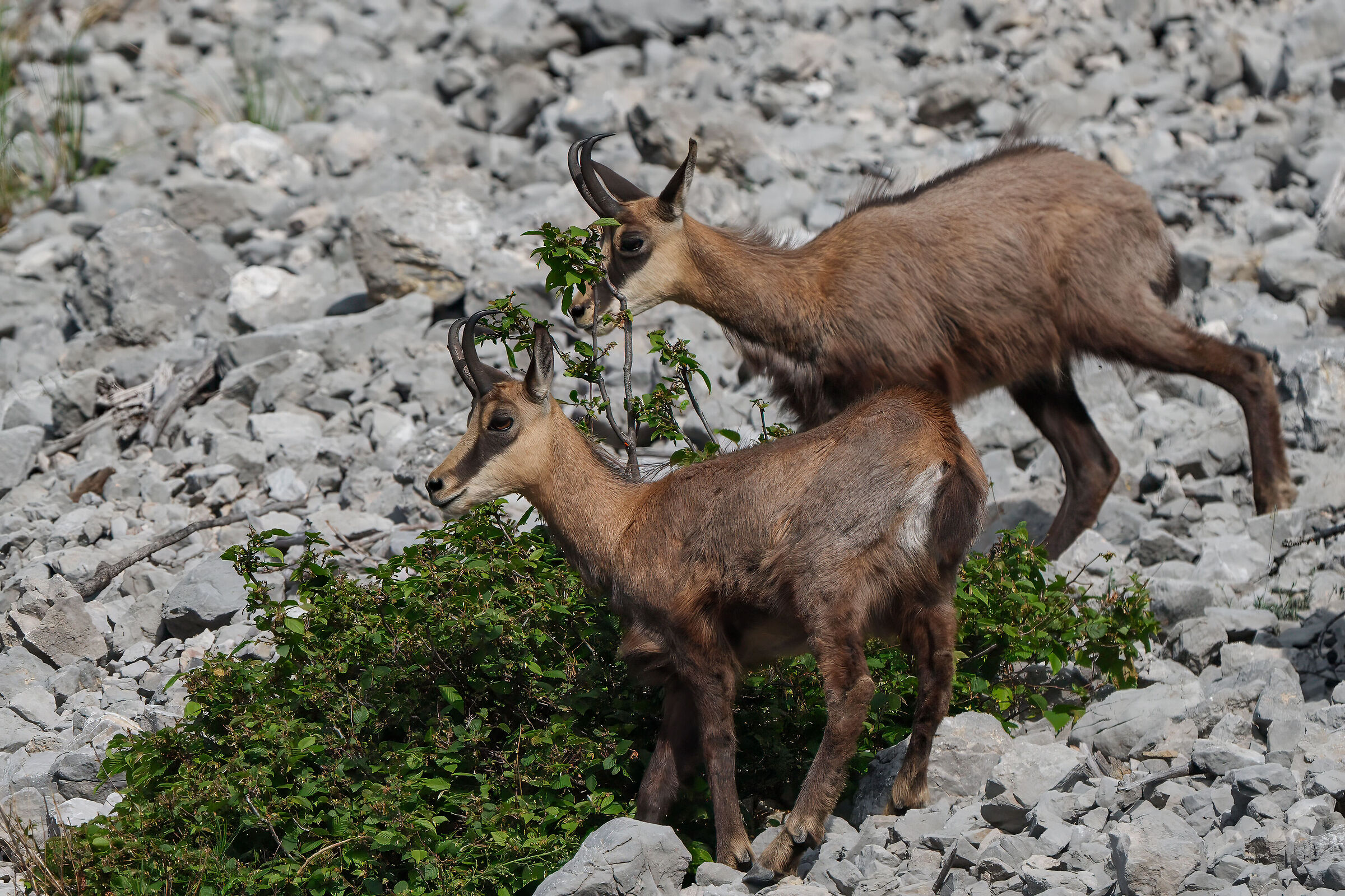 Chamois