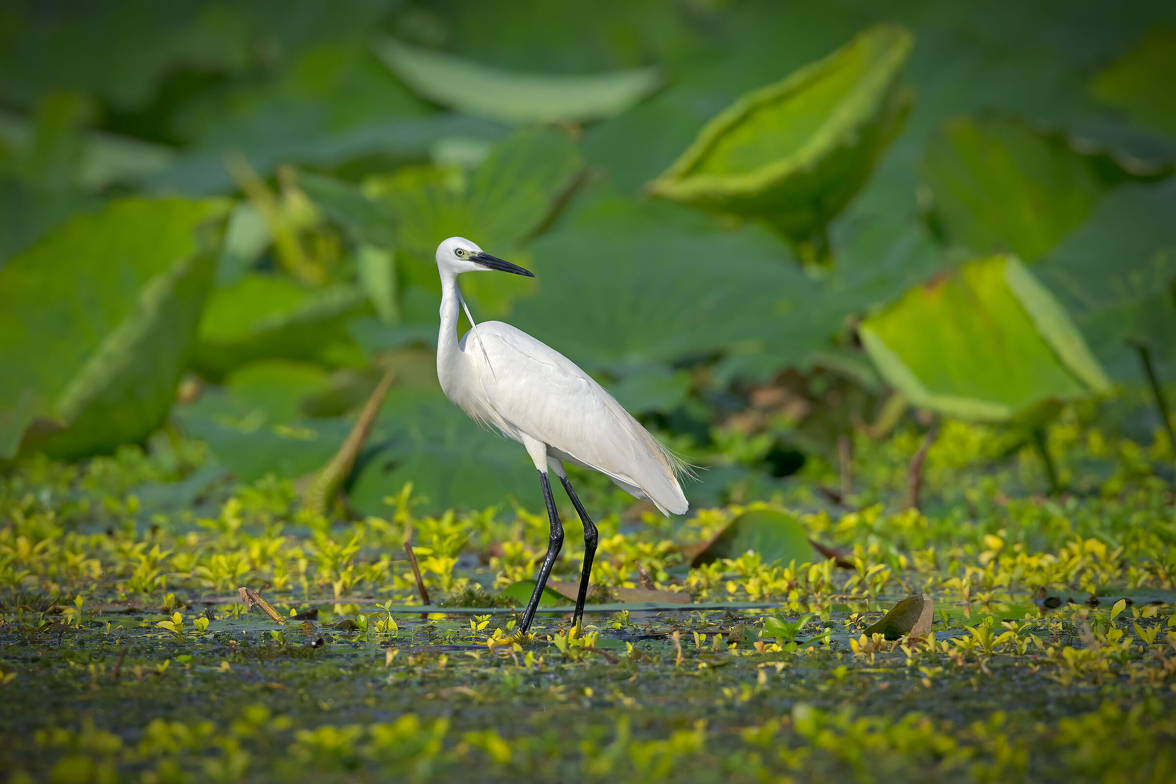 Garzetta tra le foglie di loto