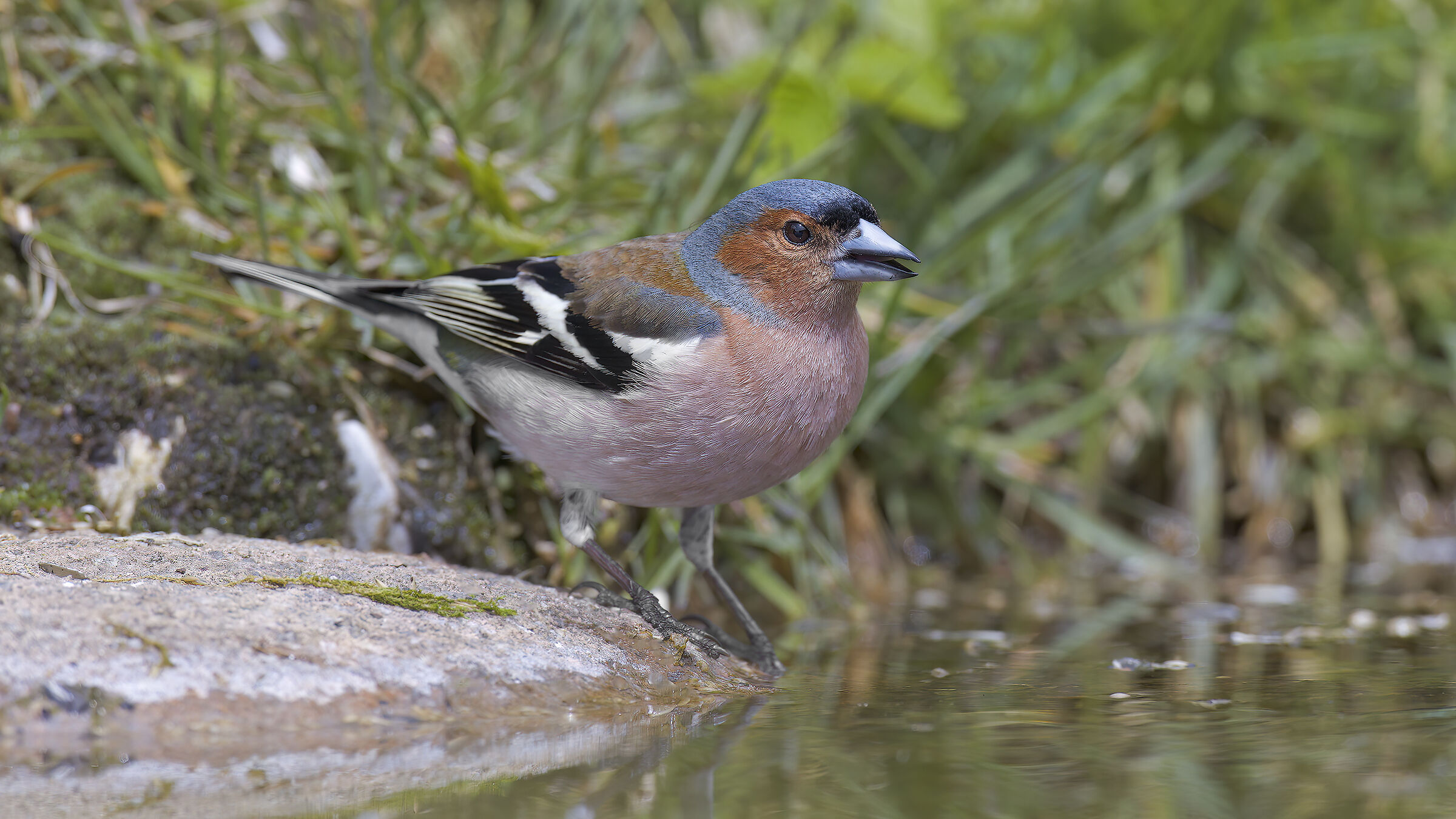 Fringuelli della malga