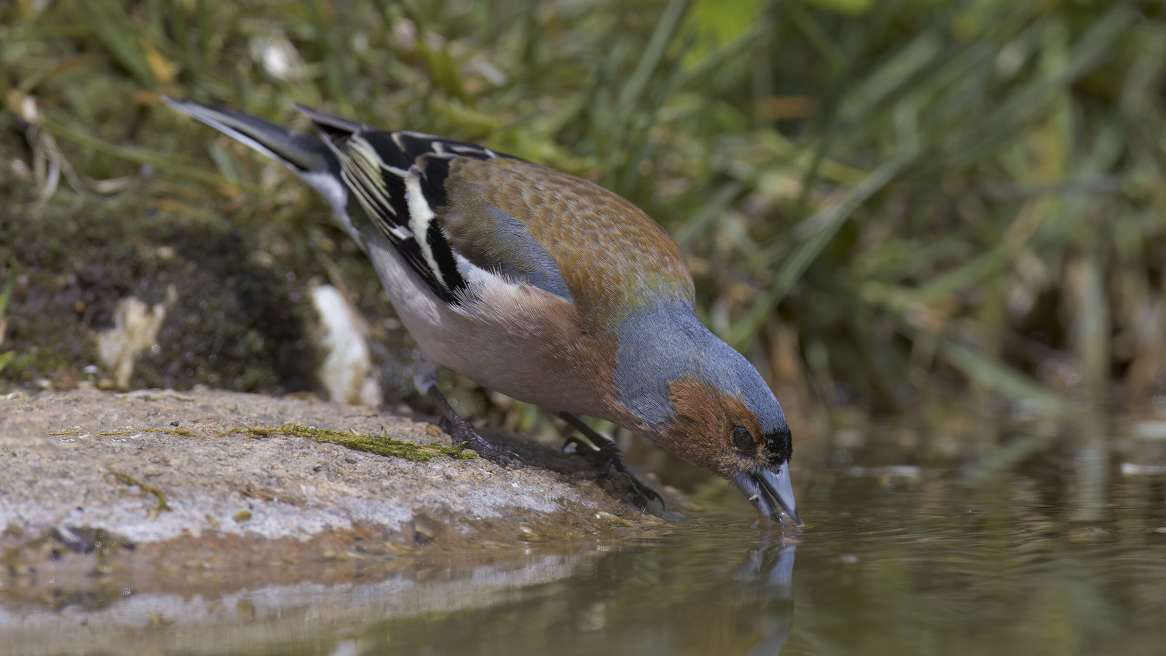 Fringuelli della malga2