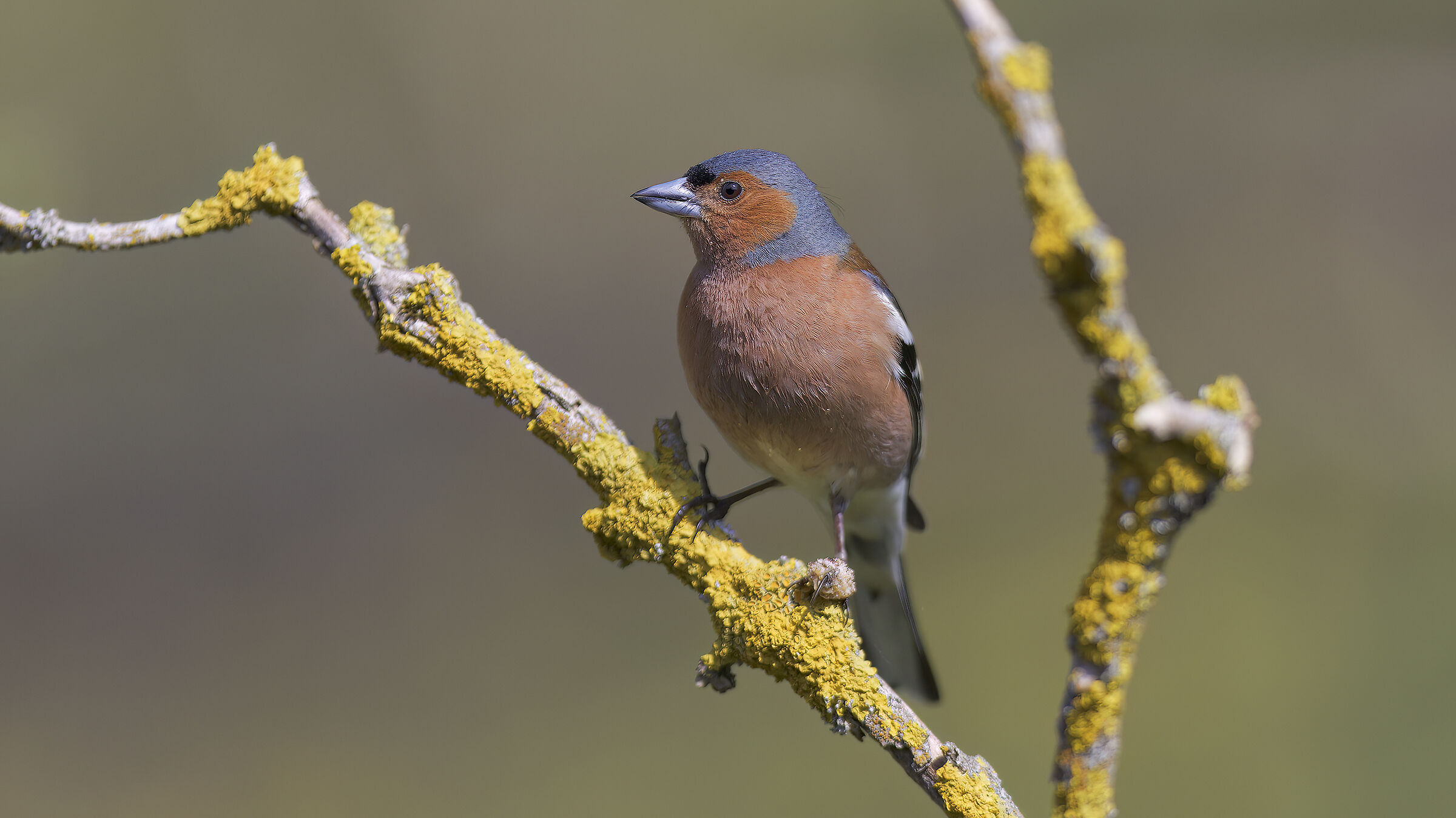 Fringuelli della malga3