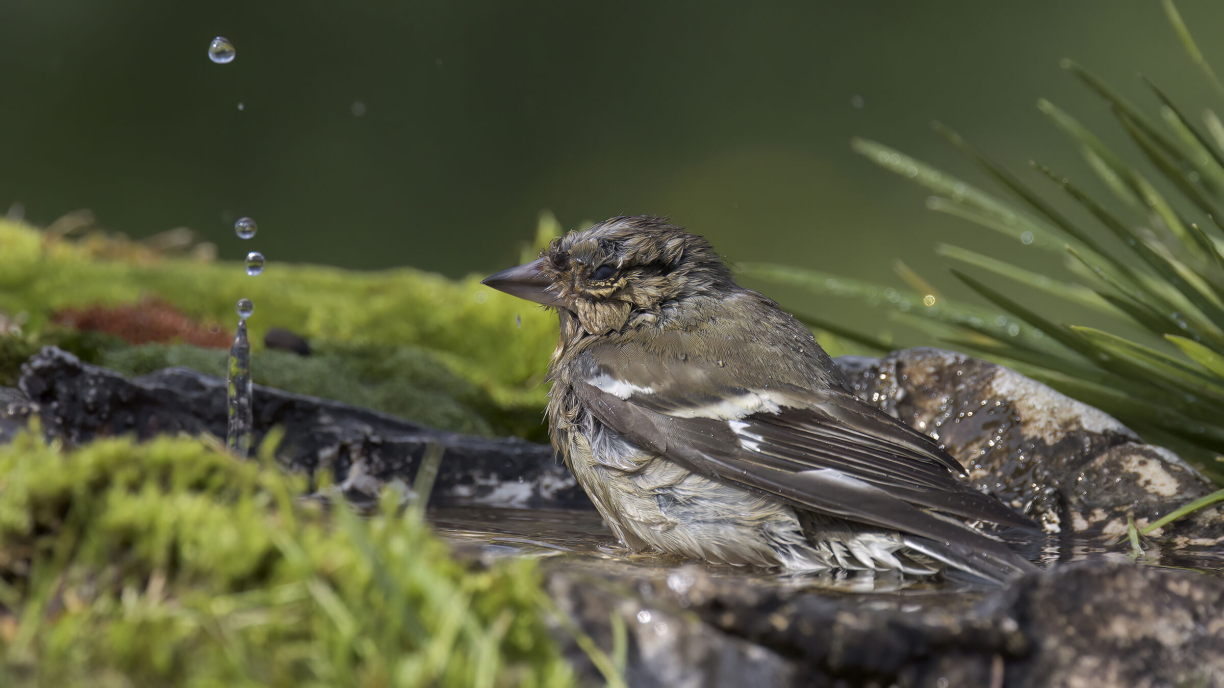 Fringuelli della malga4