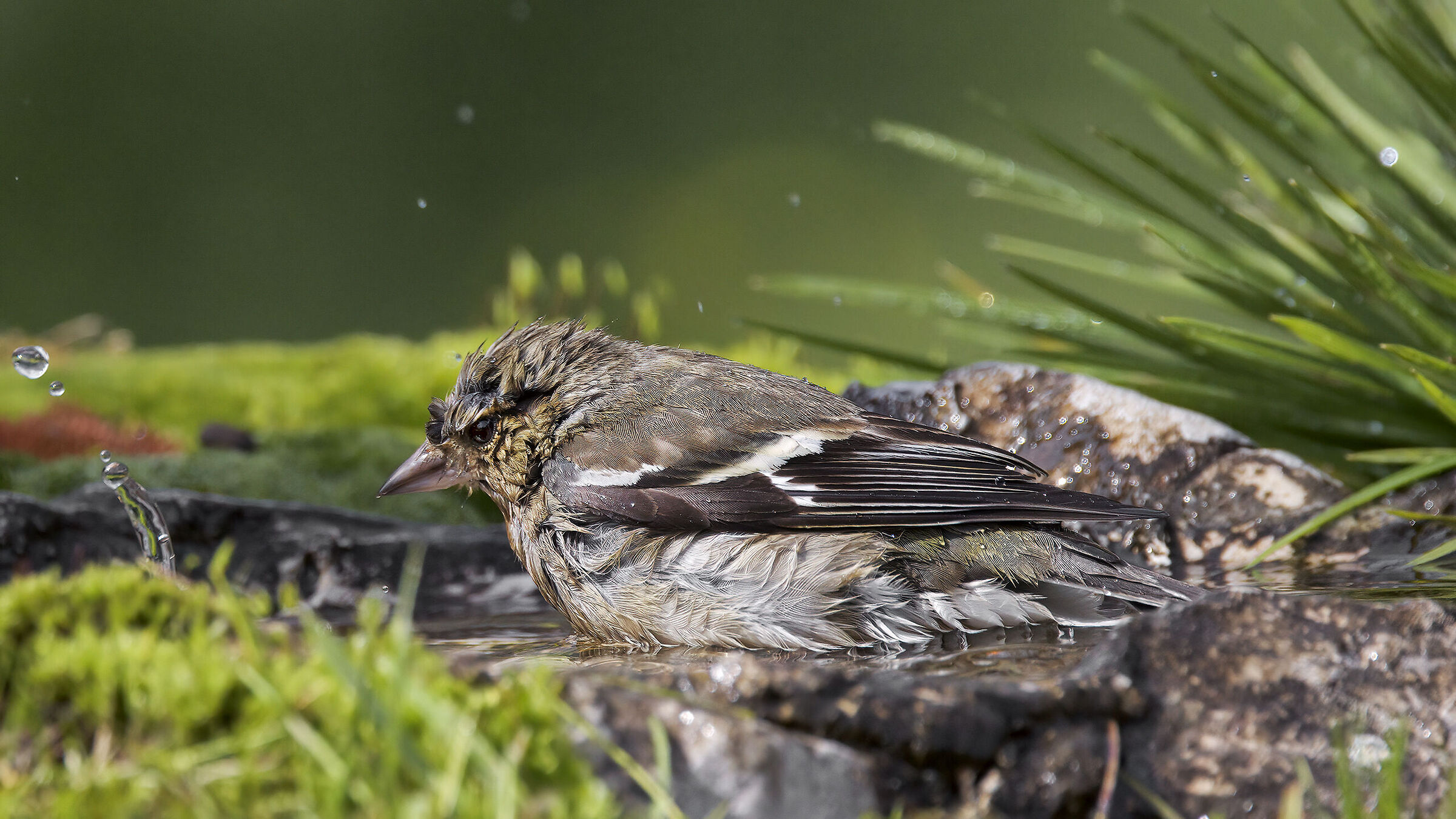 Fringuelli della malga7