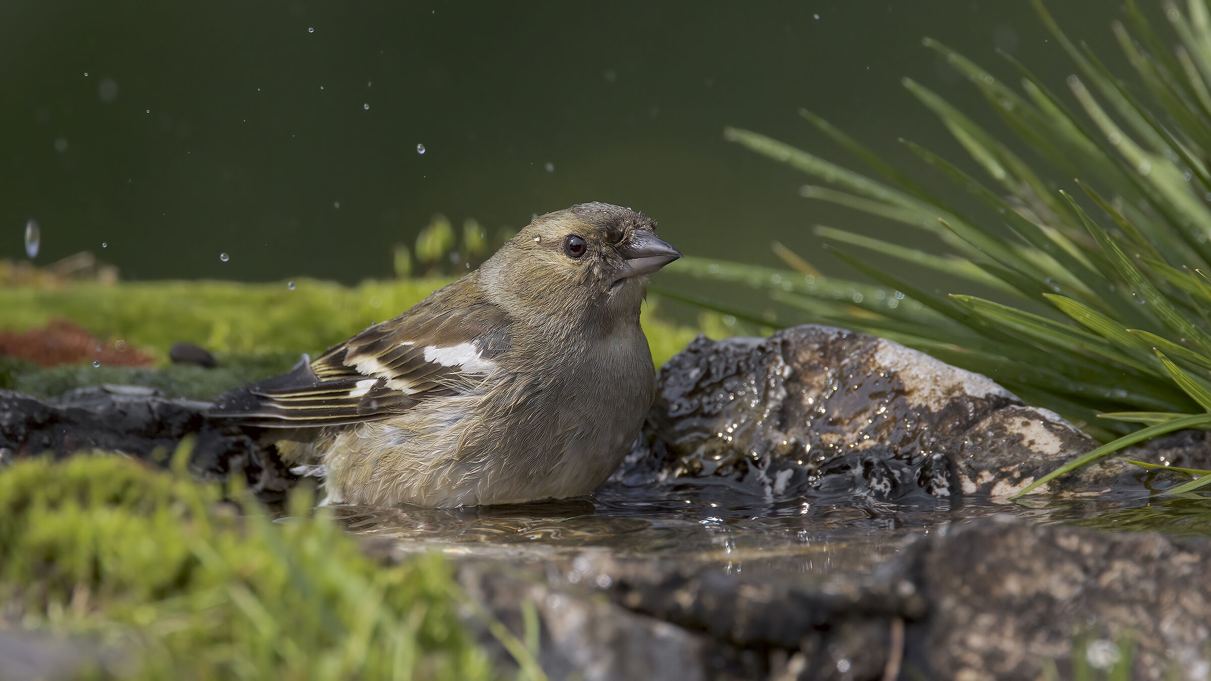 Fringuelli della malga8