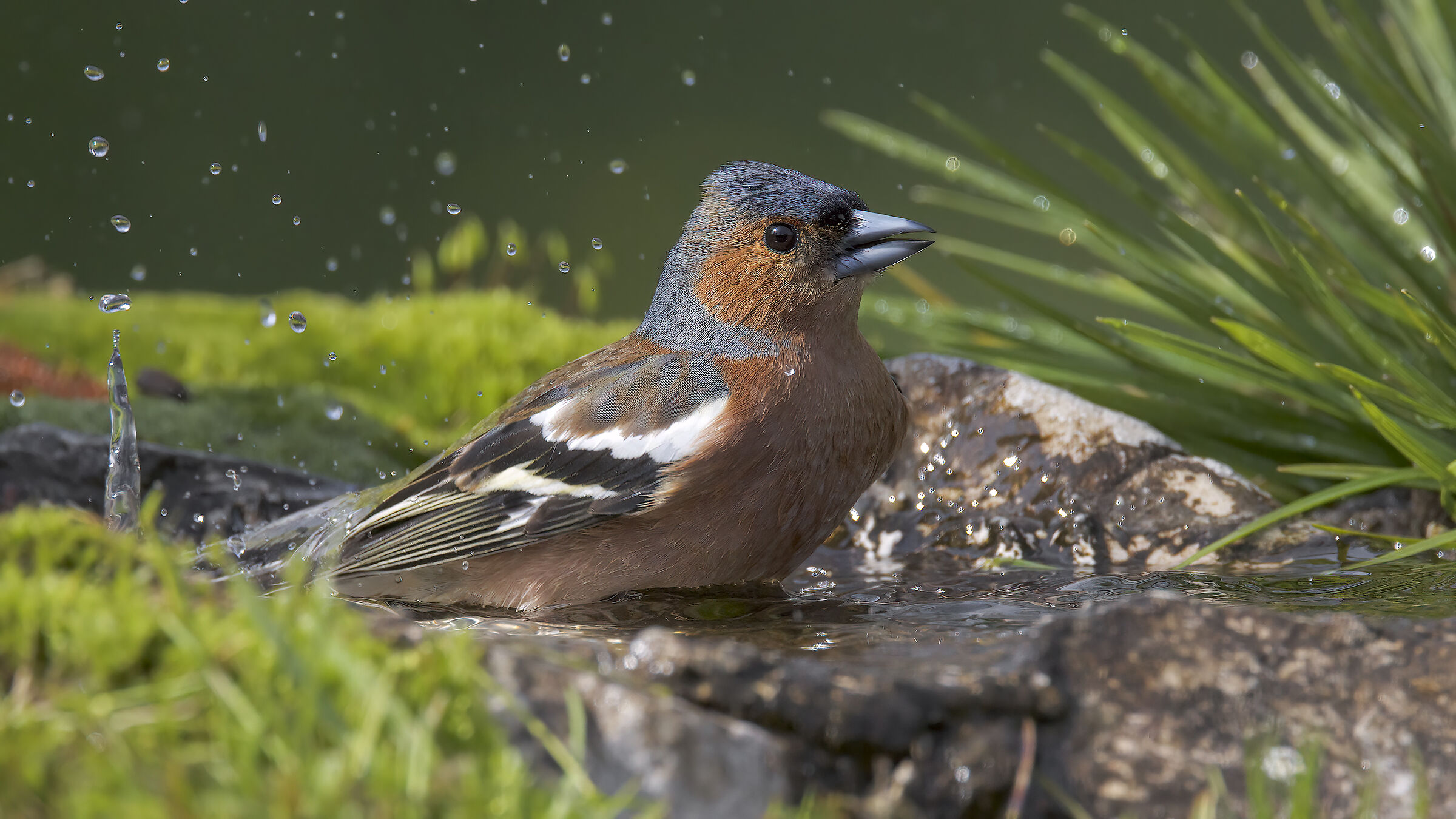 Fringuelli della malga9