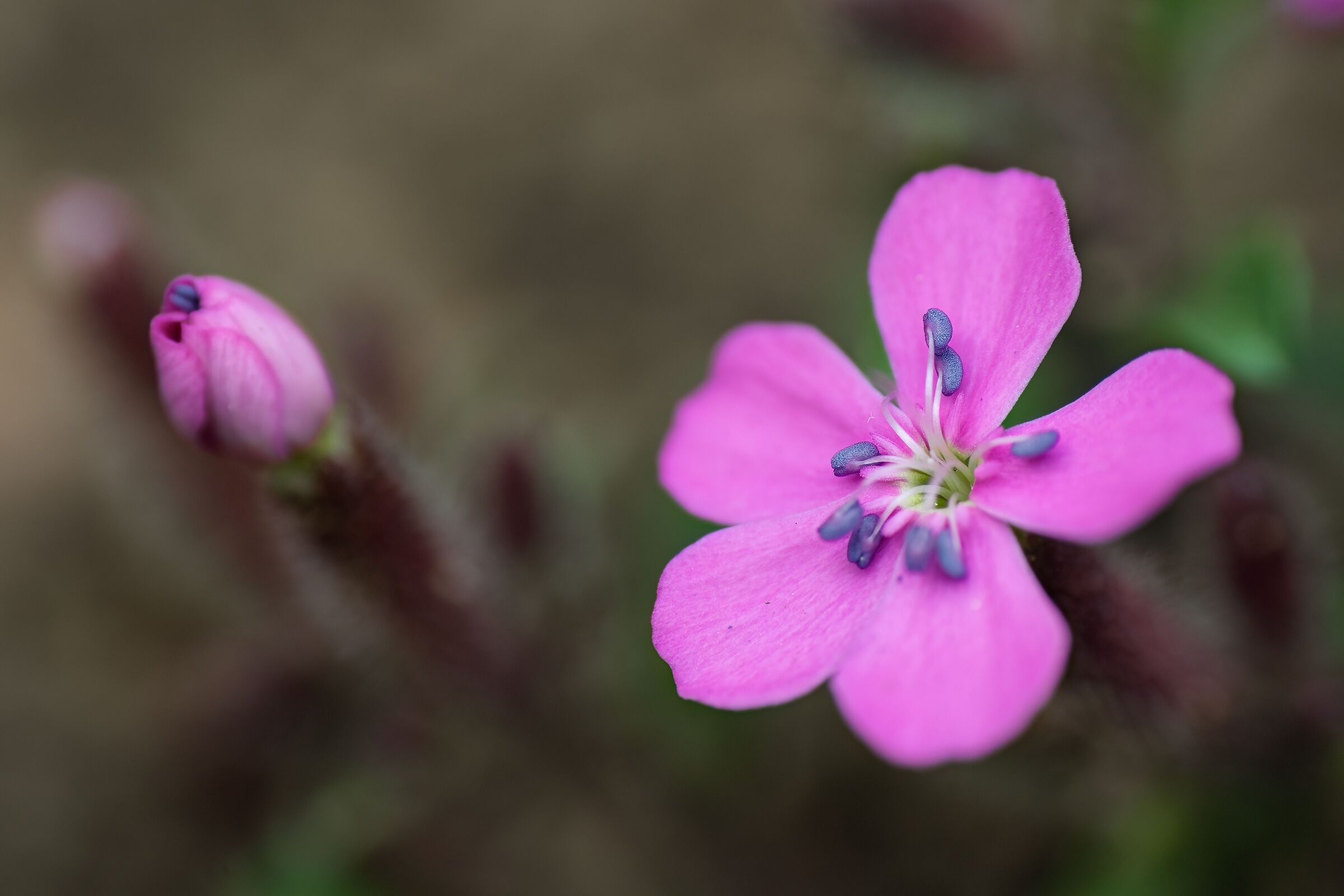 Saponaria ocymoides