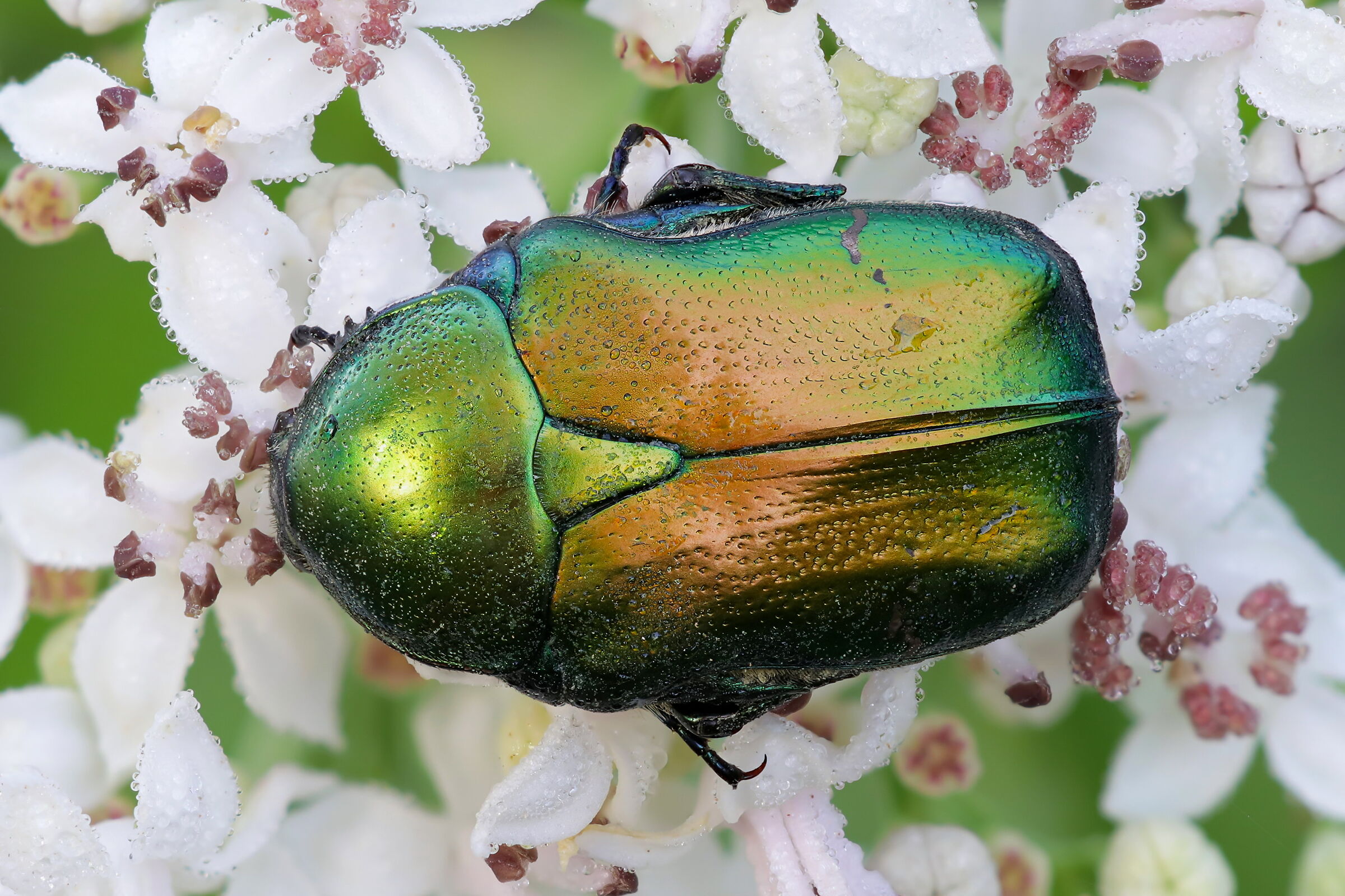 Cetonia aurata