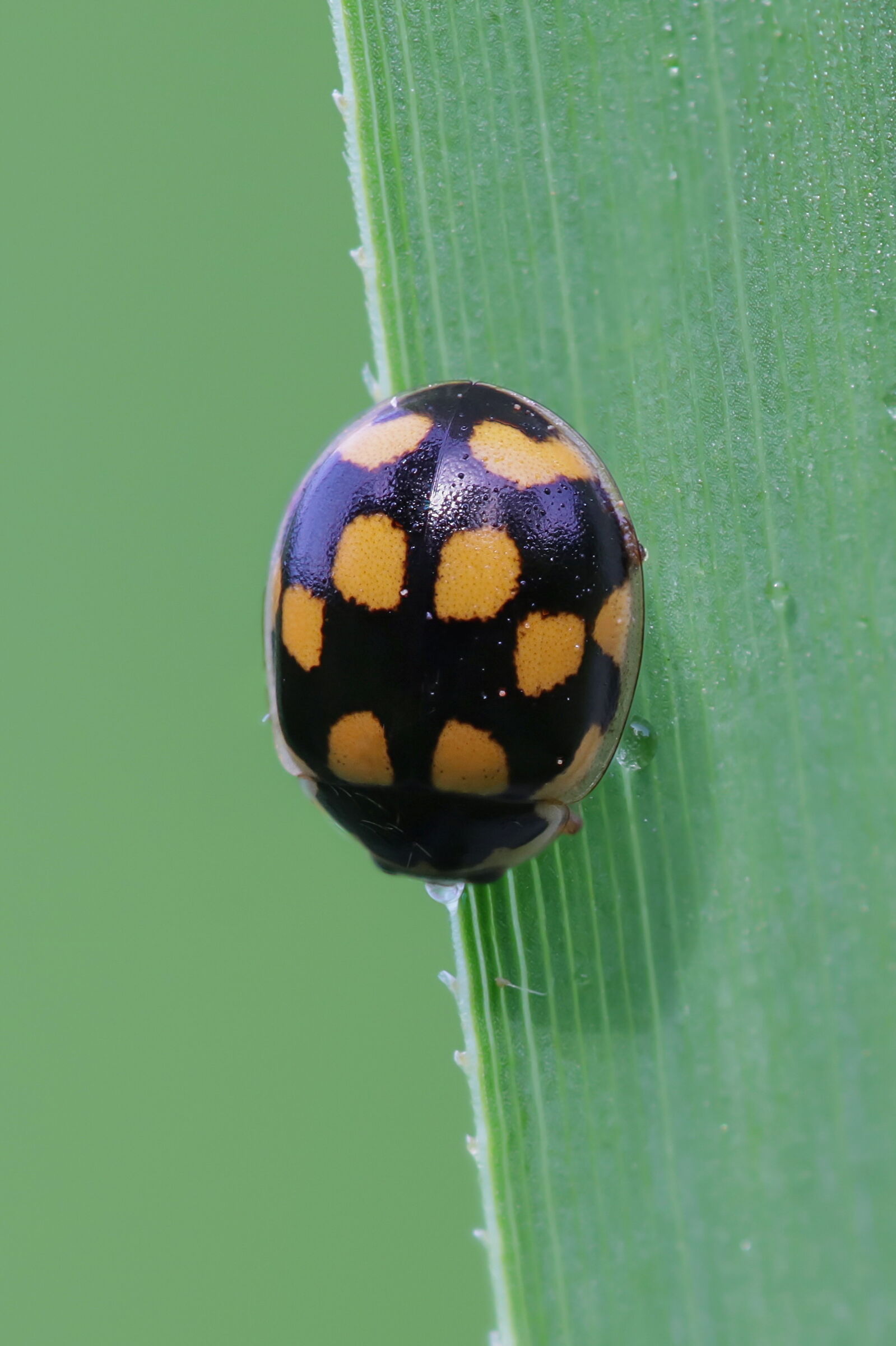 Propylea quatuordecimpunctata