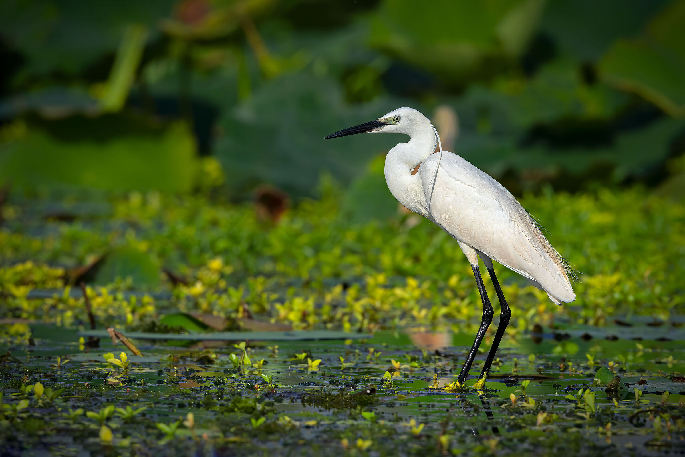 Garzetta tra le foglie di loto