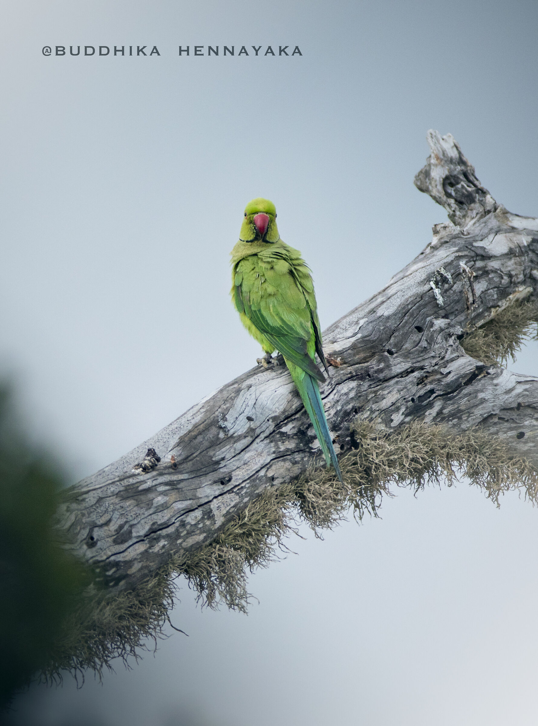 Rose-ringed Parakeet(Pstittacula krameri)