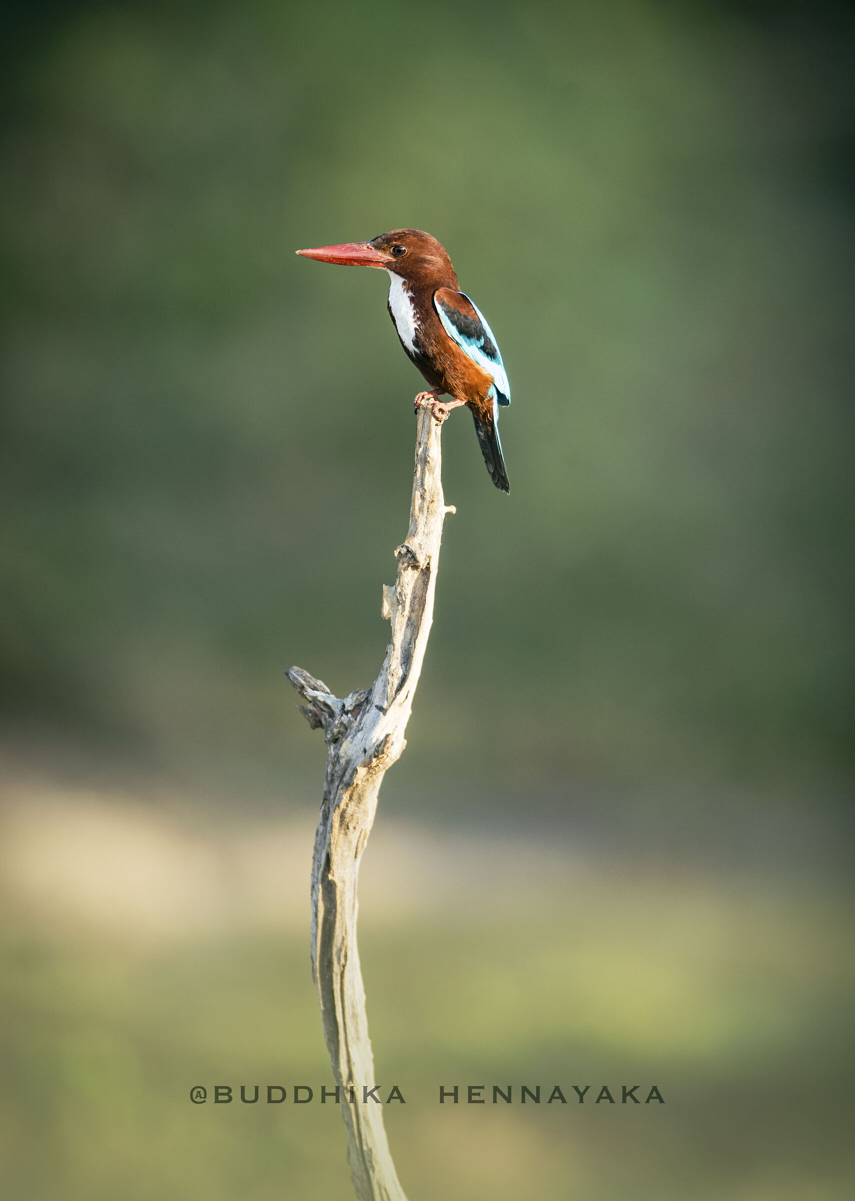 King fisher