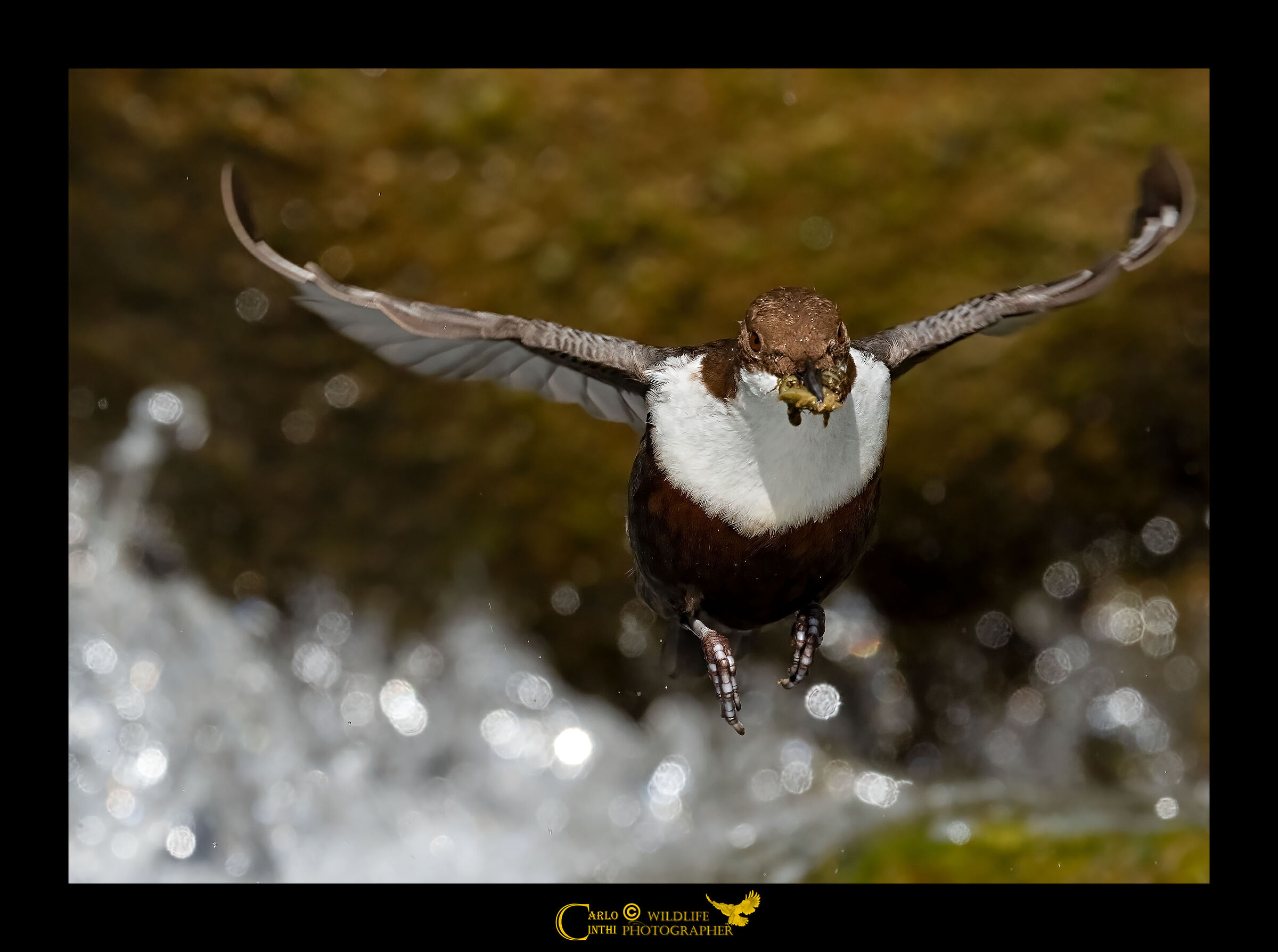 White-throated dipper