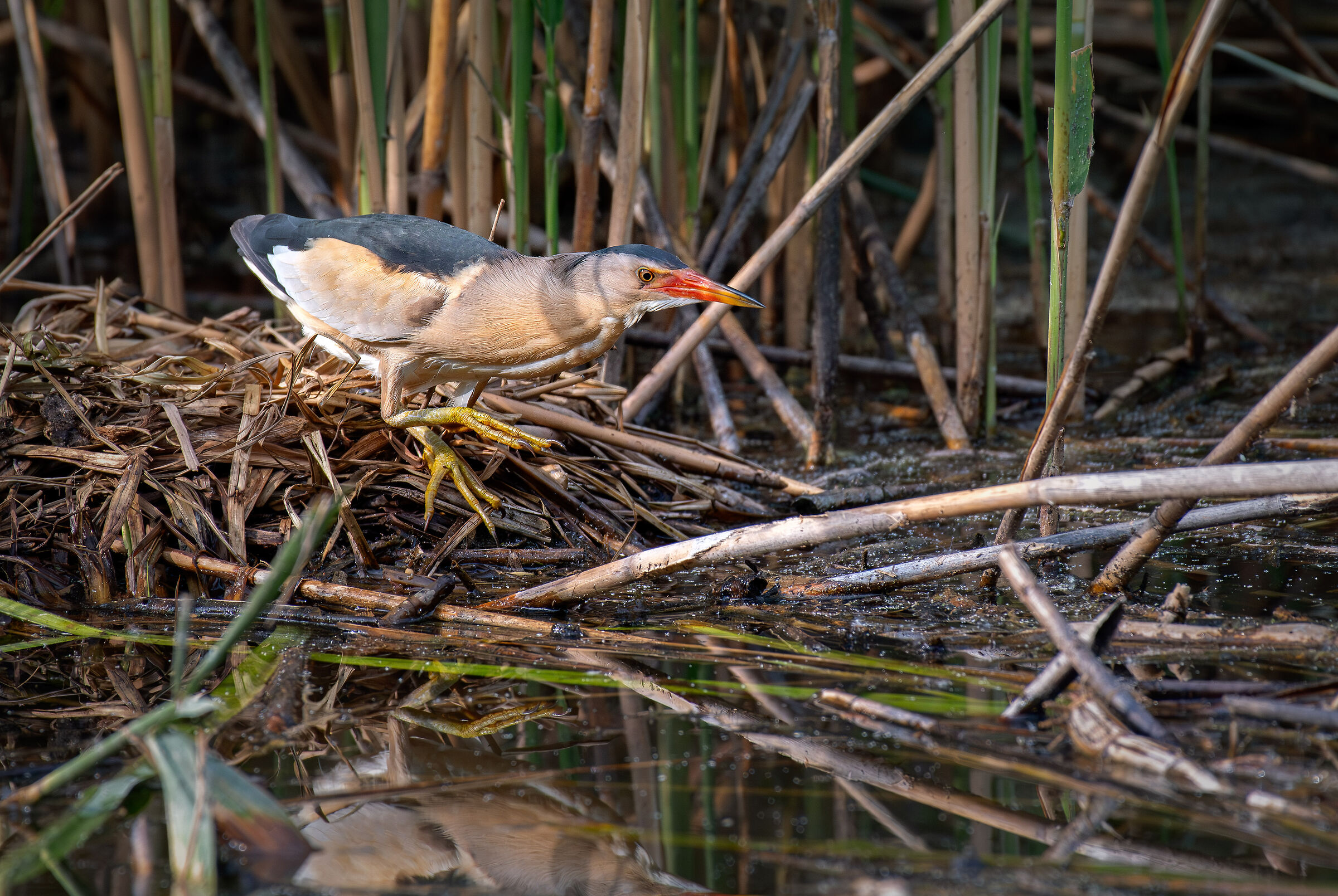 little bittern