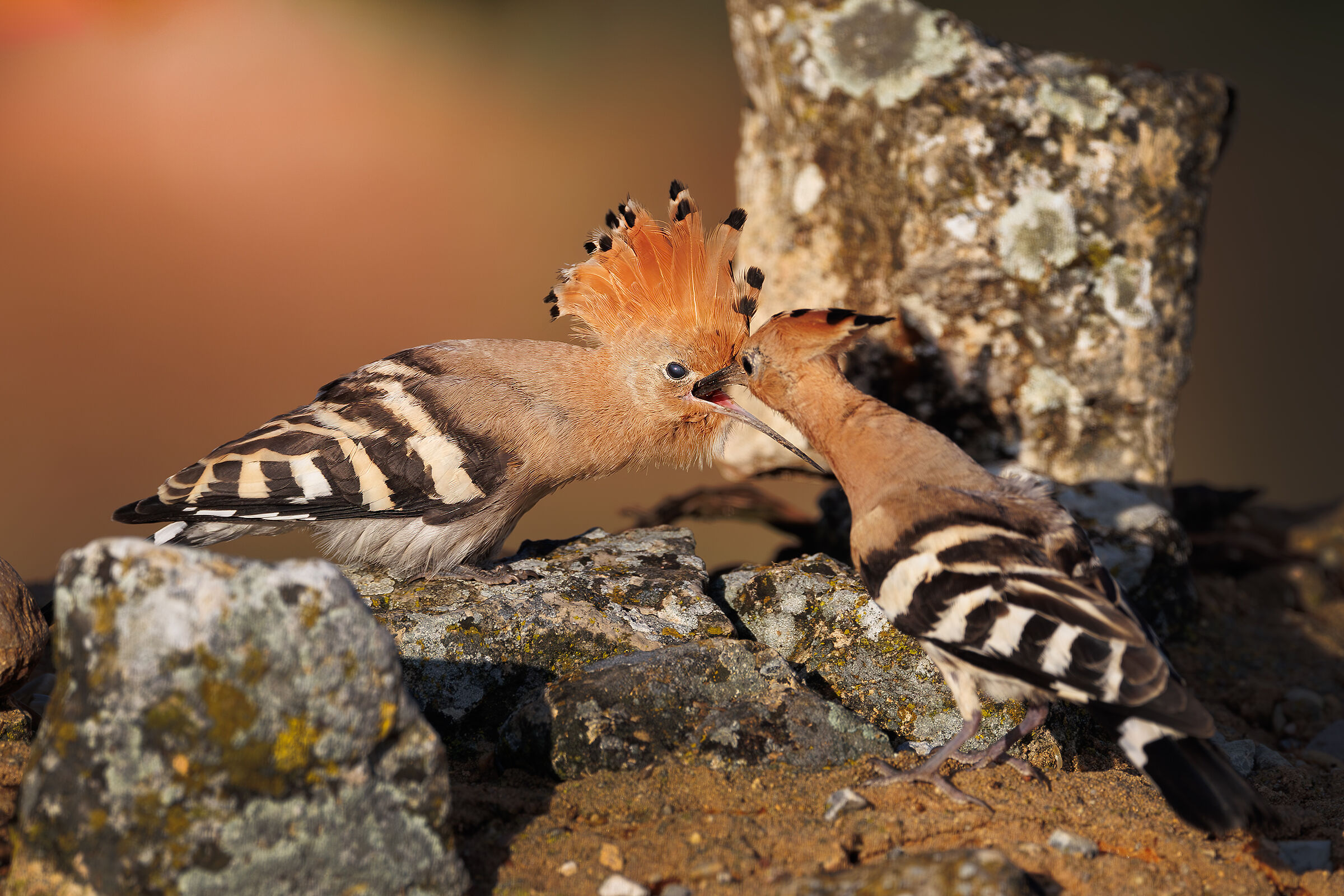 hoopoe