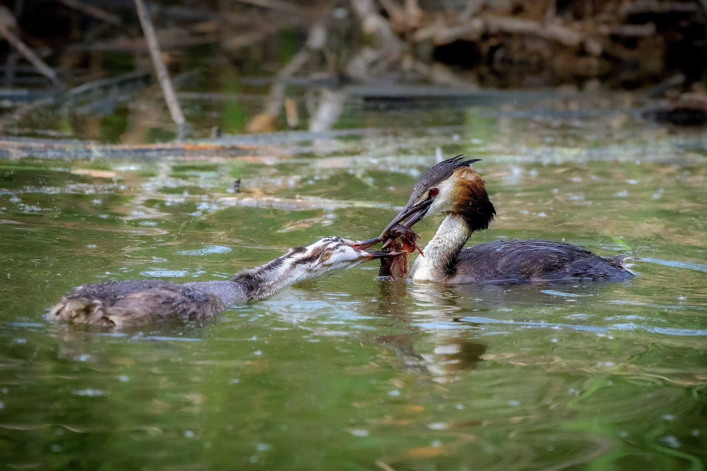 Grebe peck