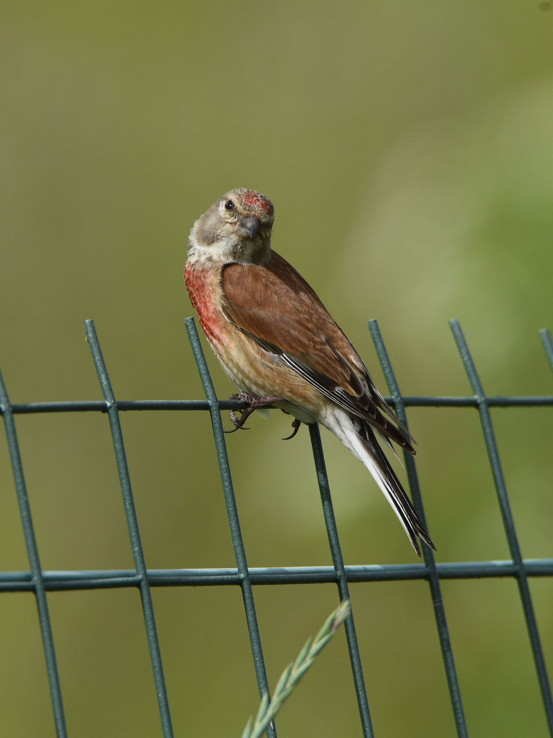 Linnet
