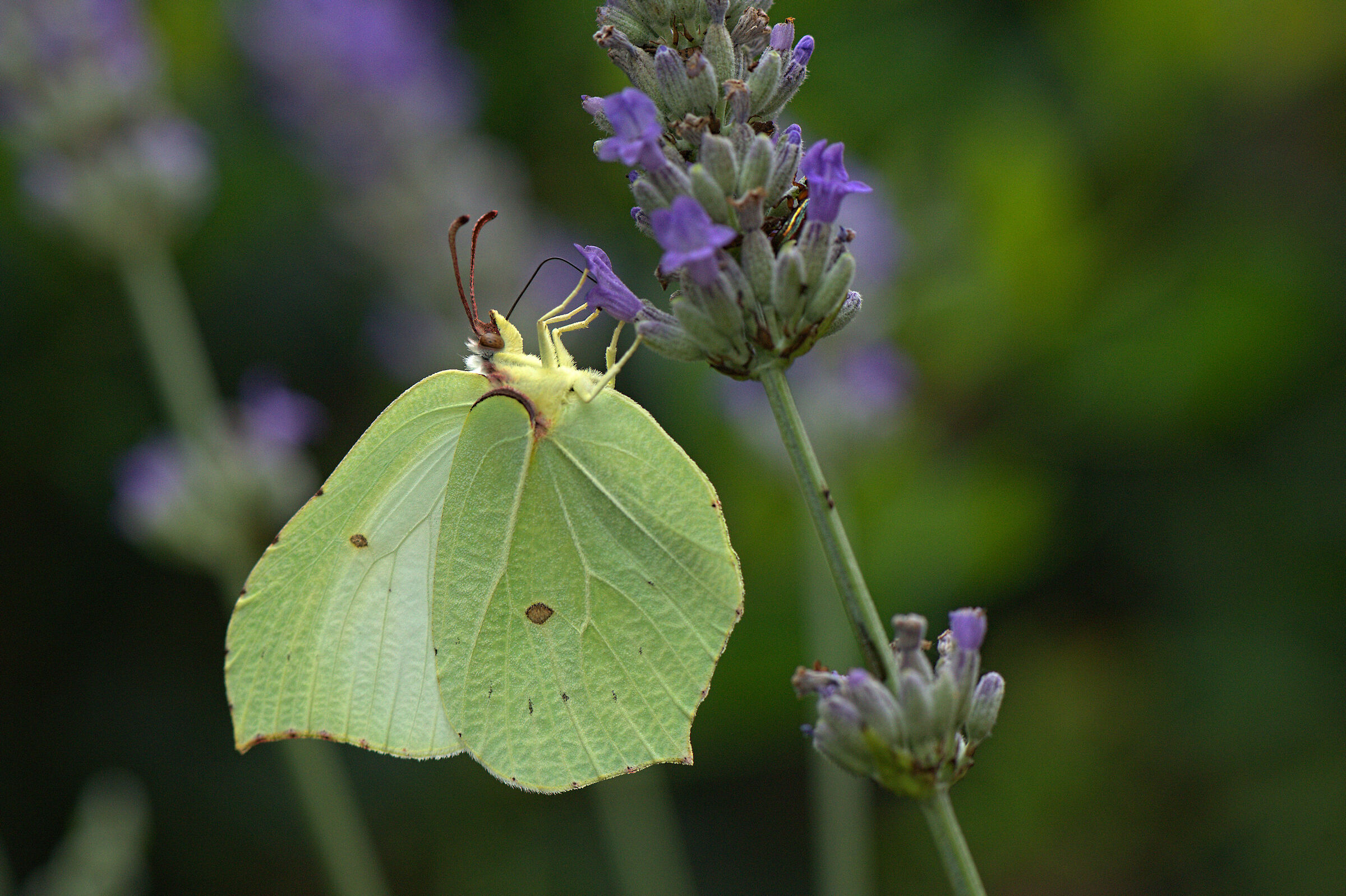 Gonepteryx cleopatra femmina