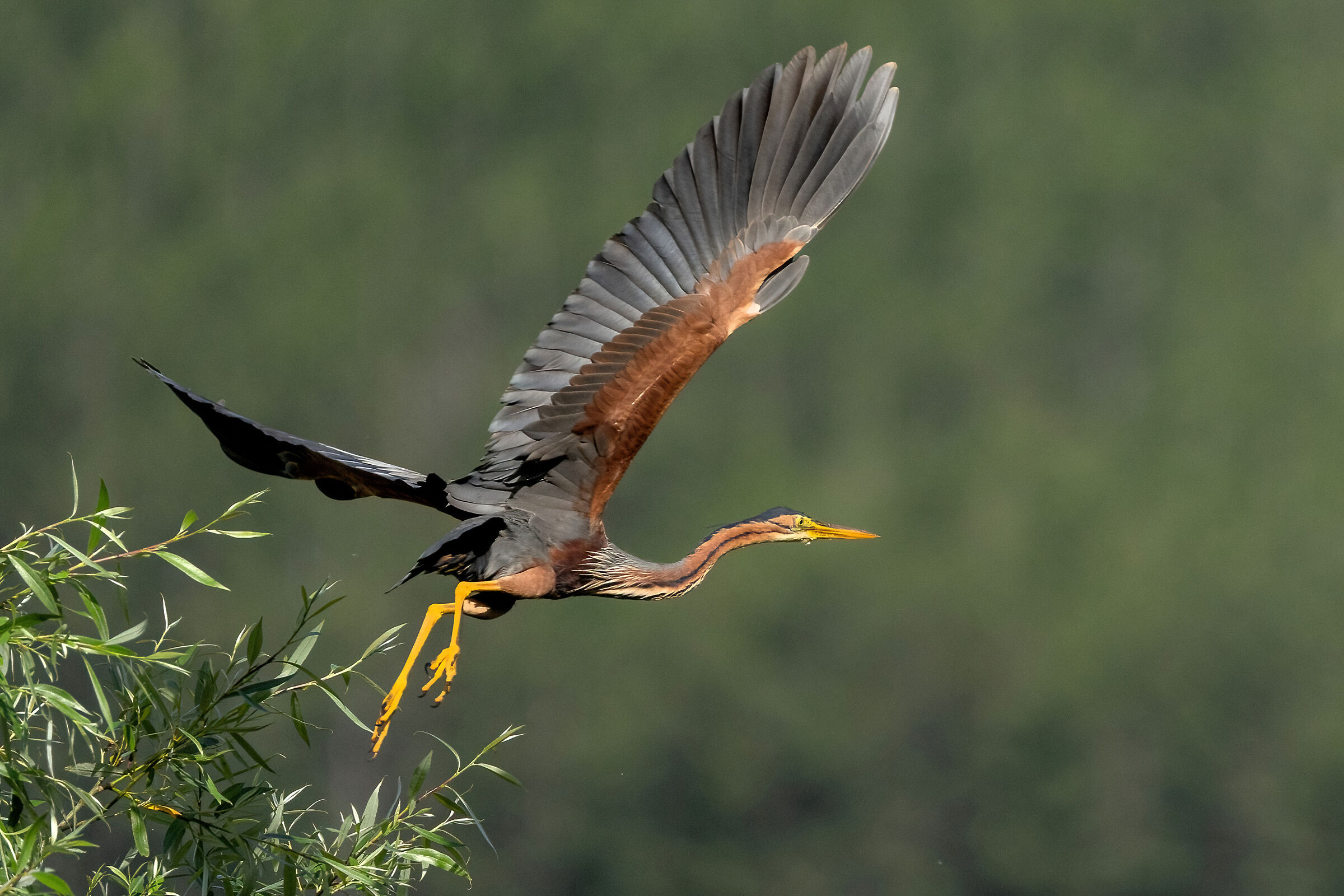 Purple heron at the detachment