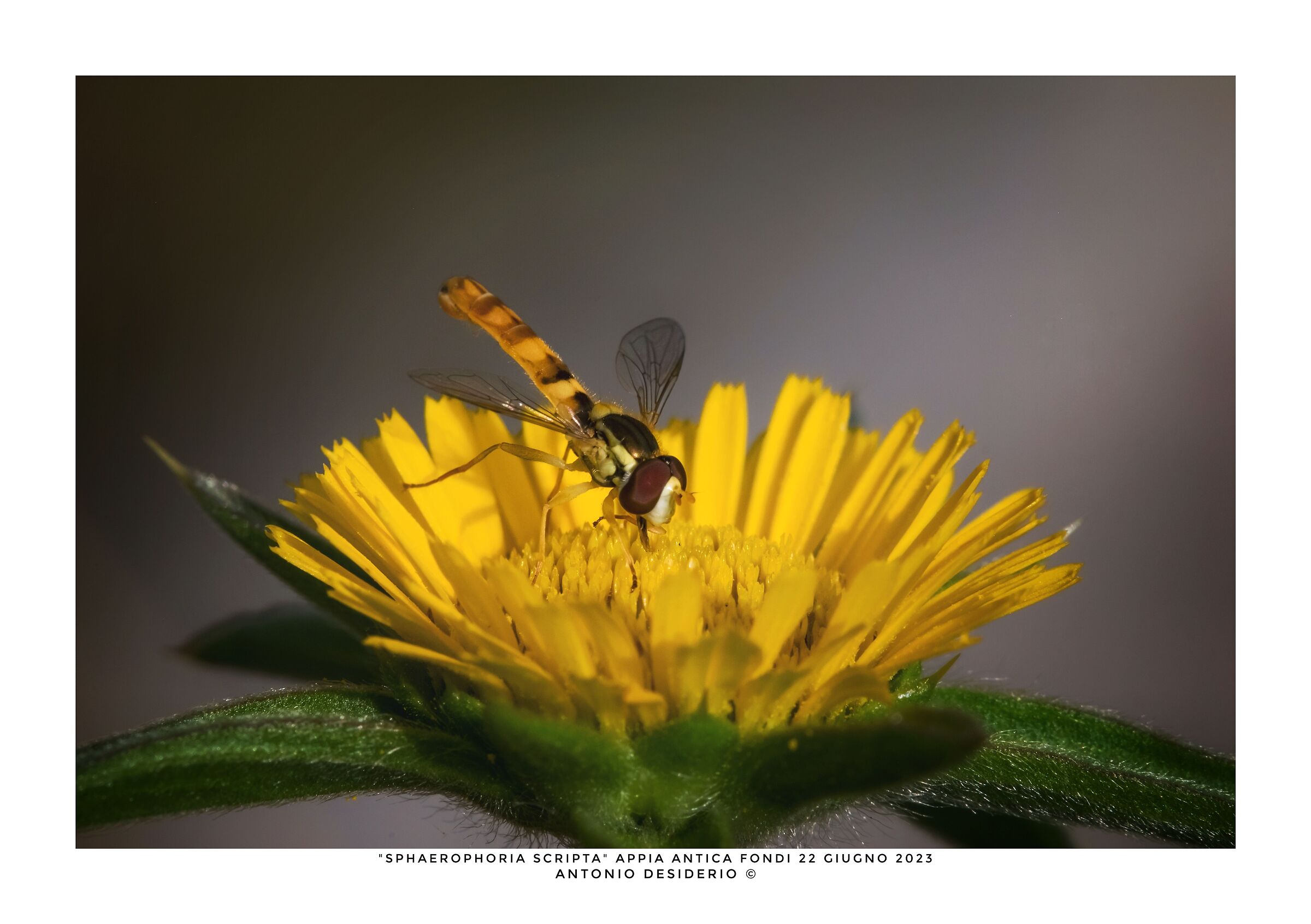 Sphaerophoria scripta