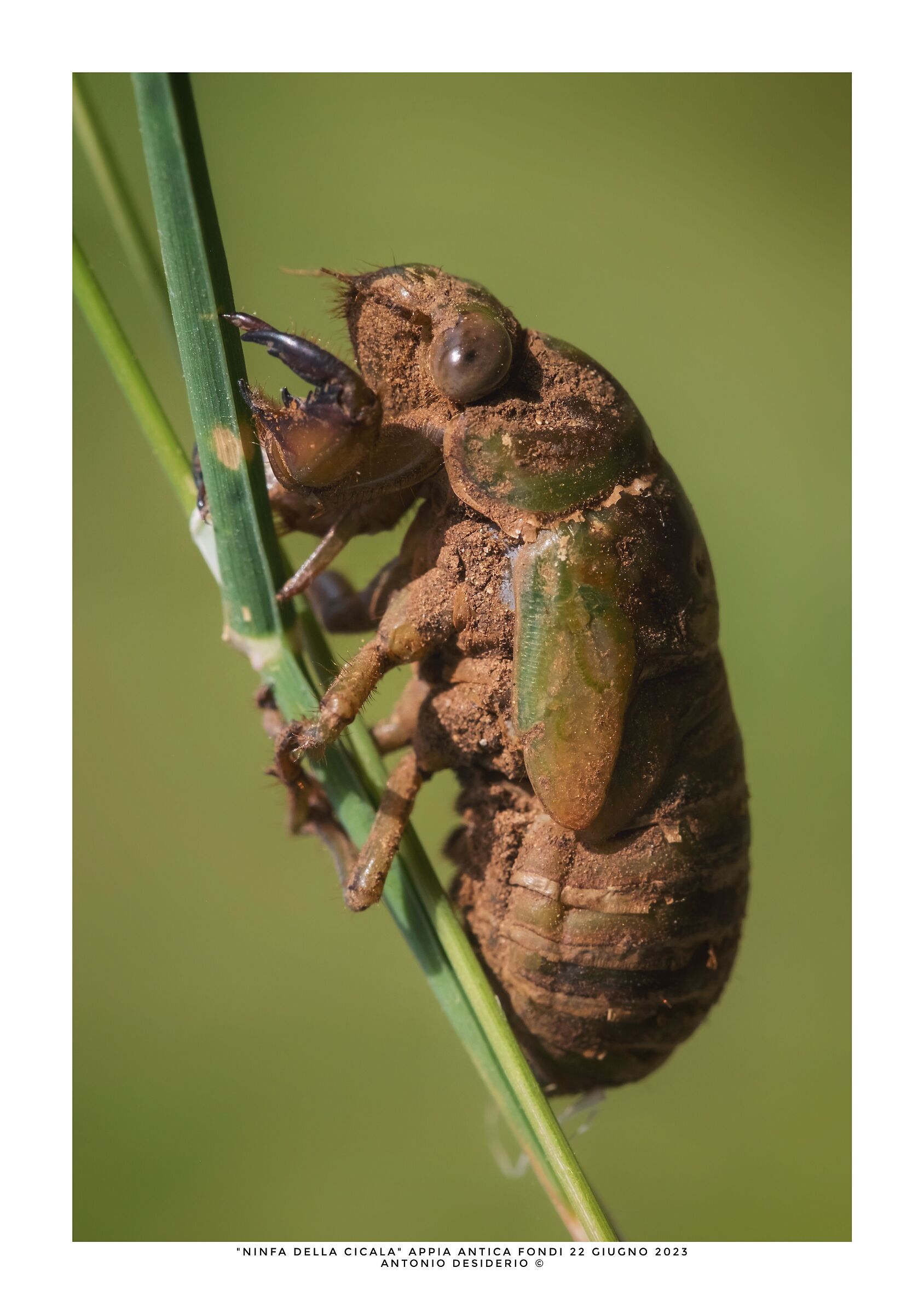 Cicada nymph