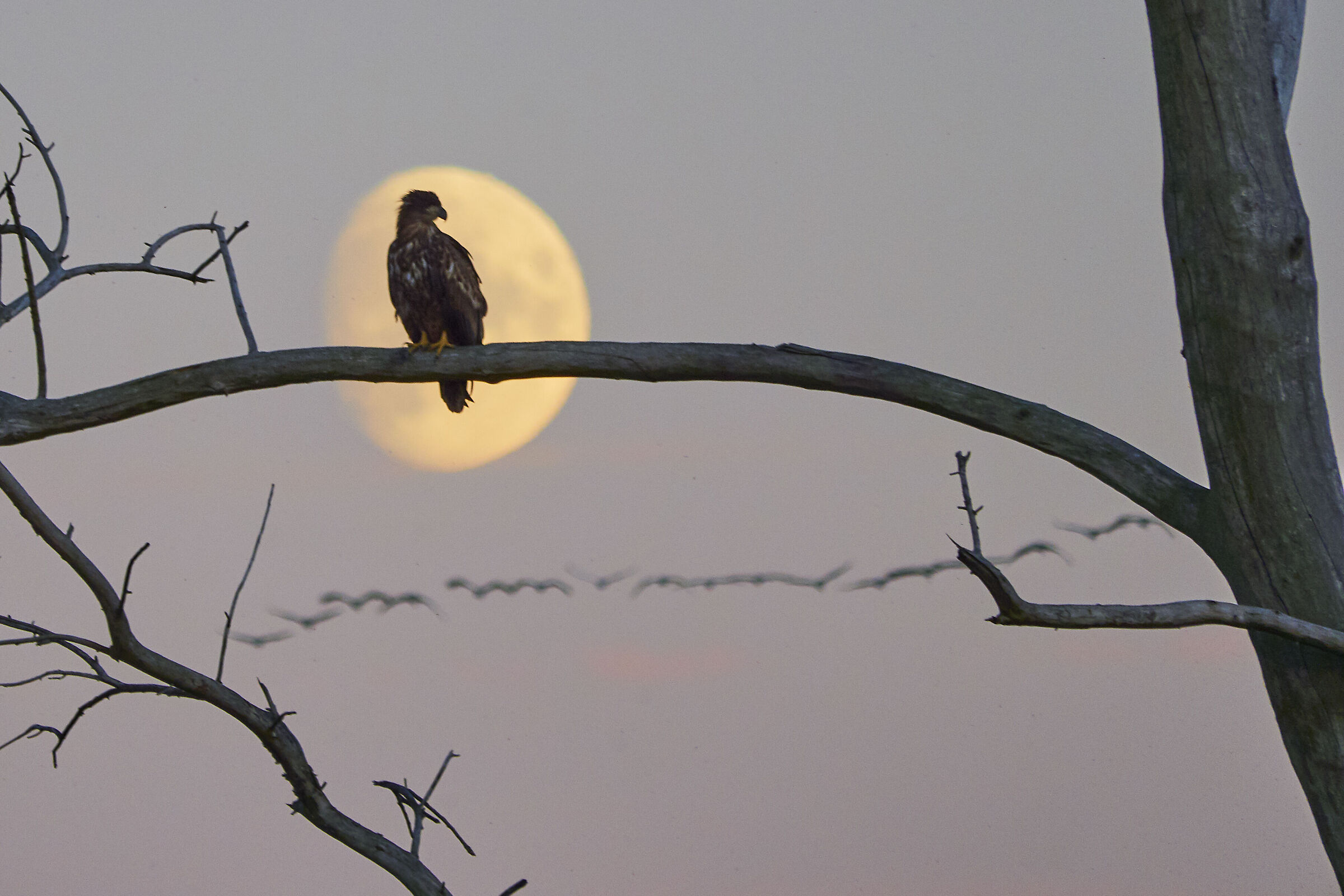 White-teiled Sea Eagle ( Haliaeetus albicilla )