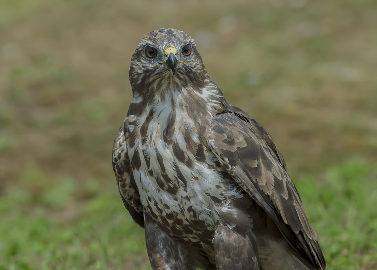 The look of the buzzard