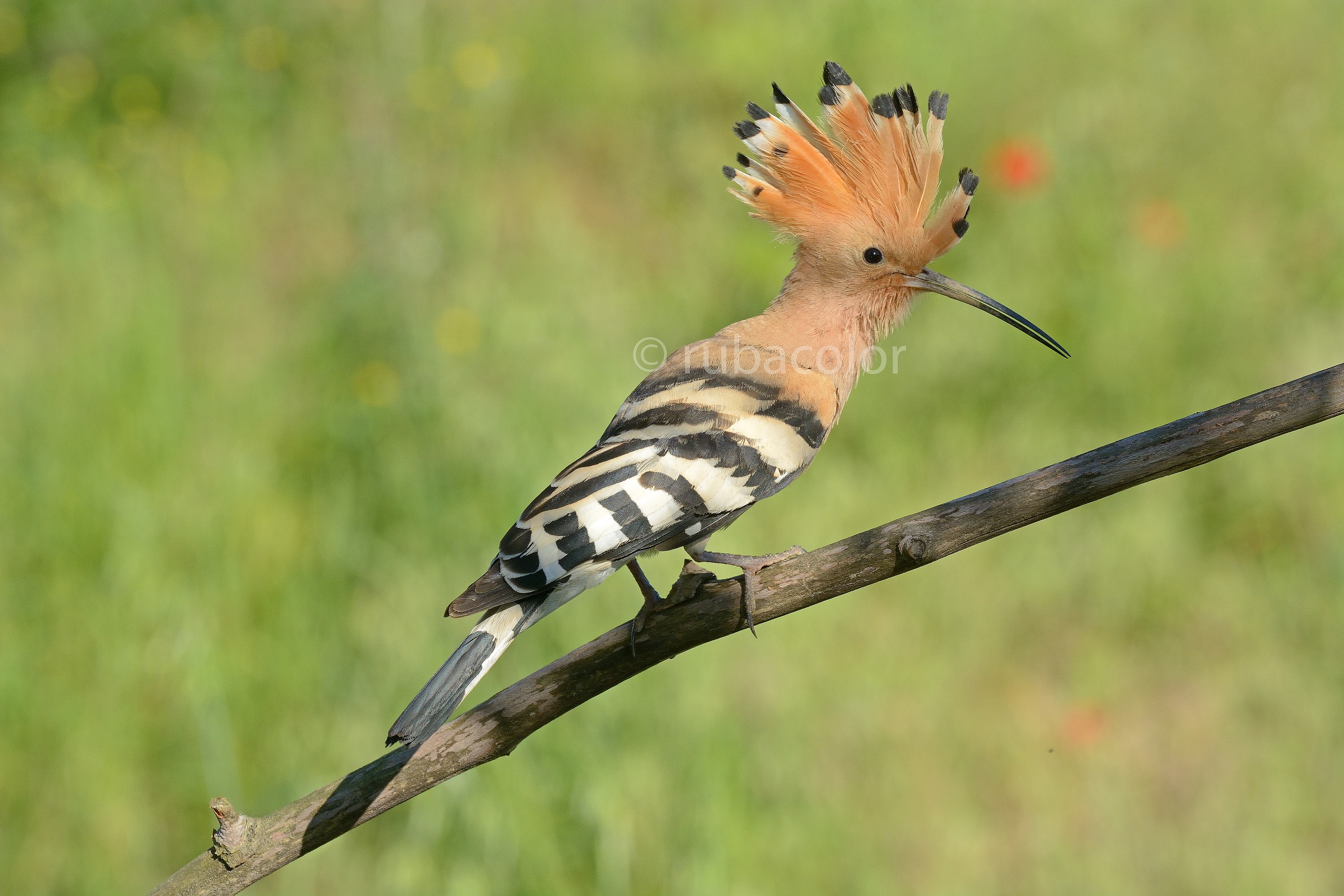 Hoopoe 5
