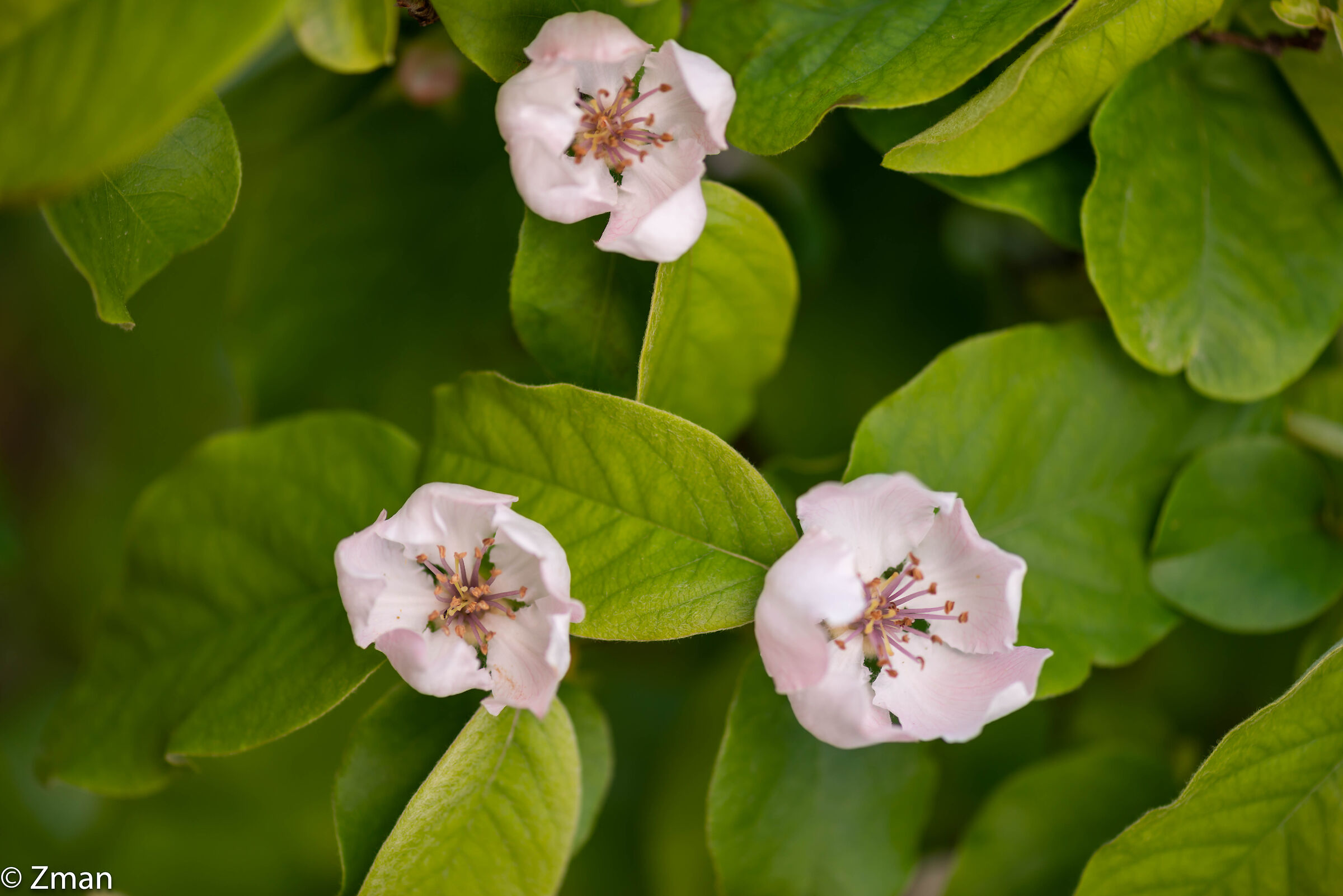 Fiore di mele cotogne