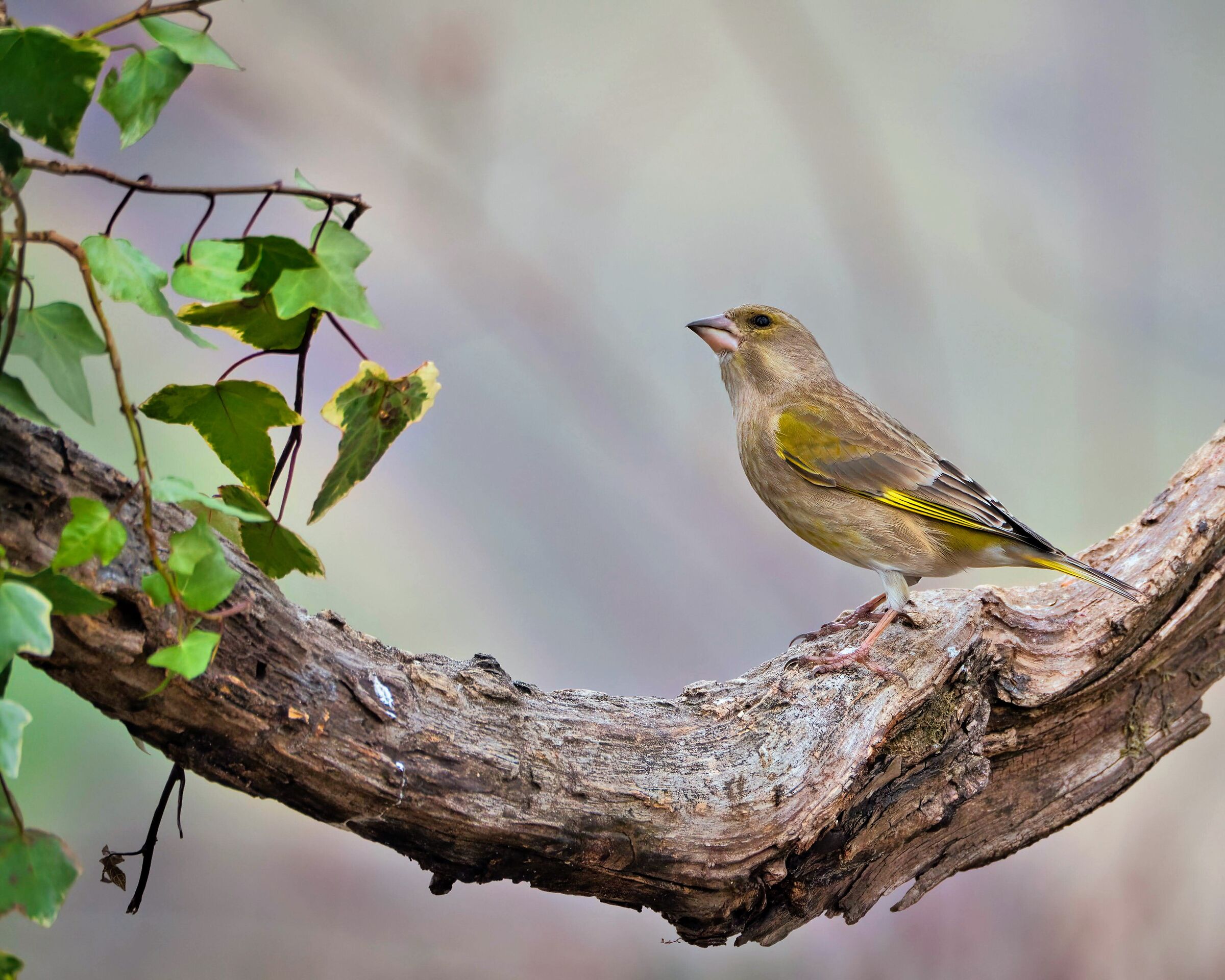 Greenfinch (f)