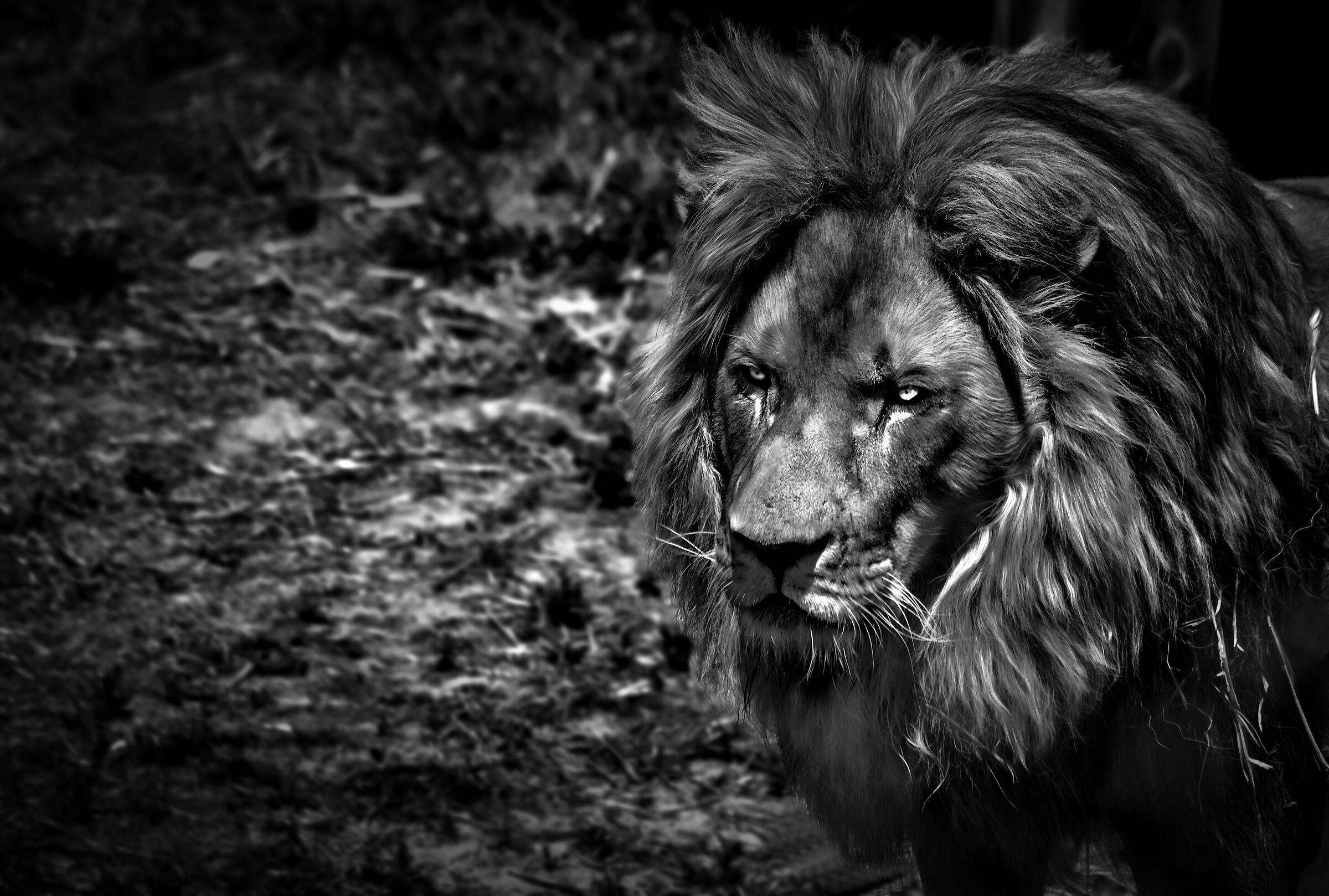 King Lion