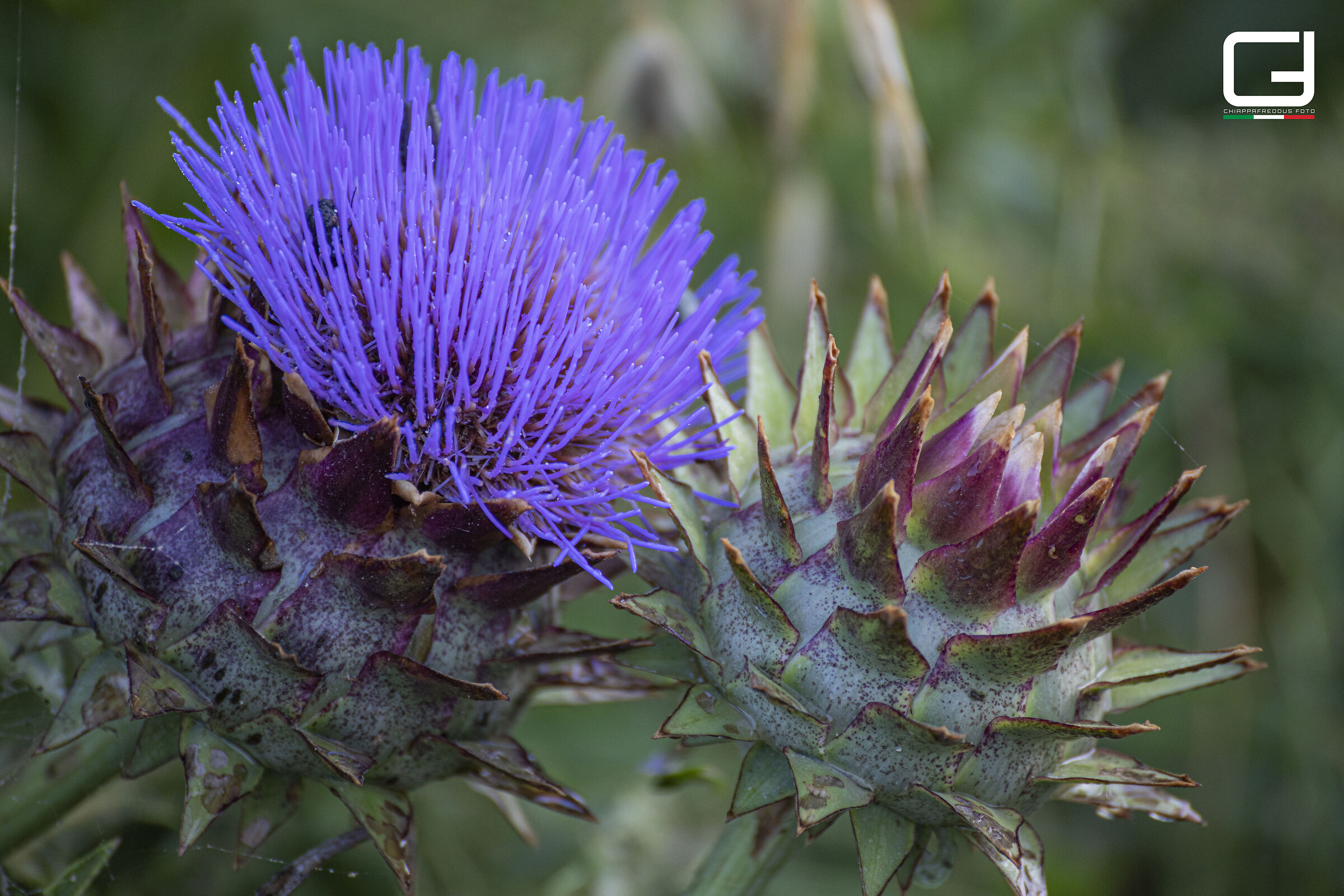 Thistle in detail pt.1