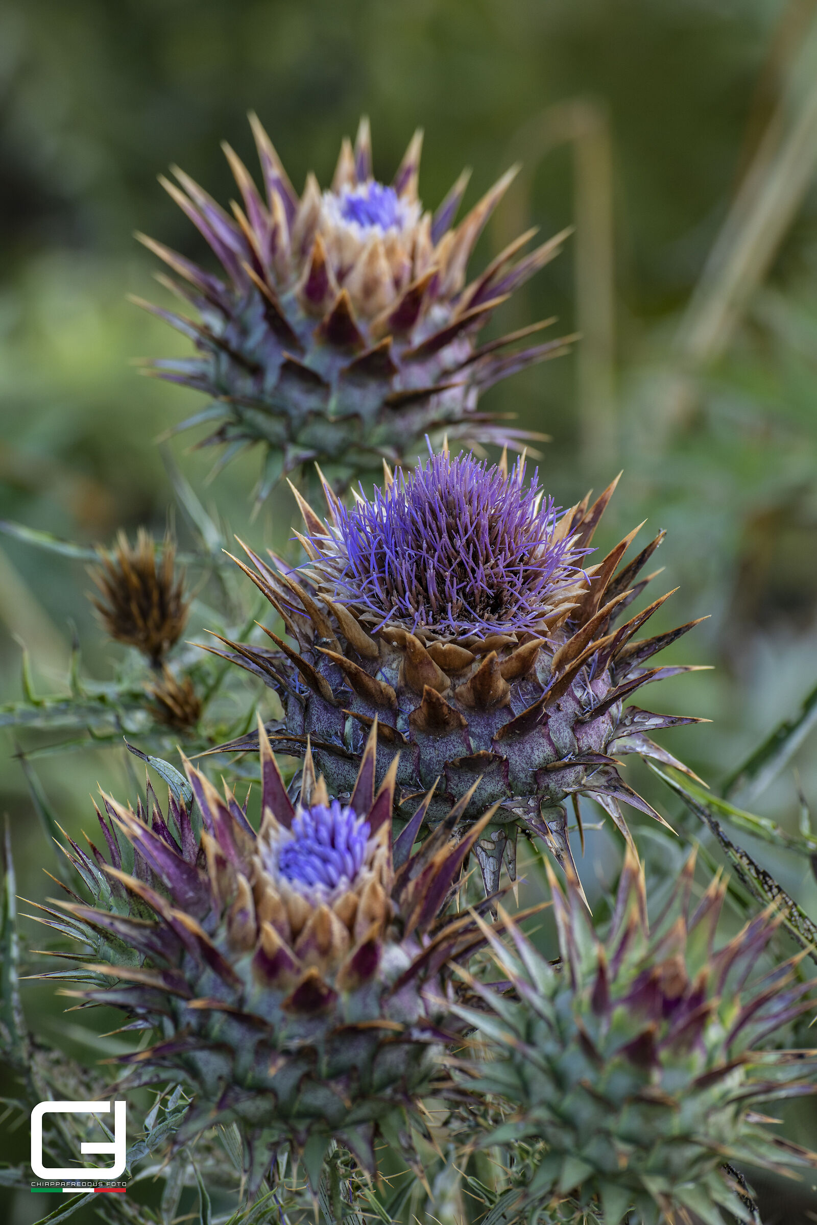 Thistle in detail pt.2