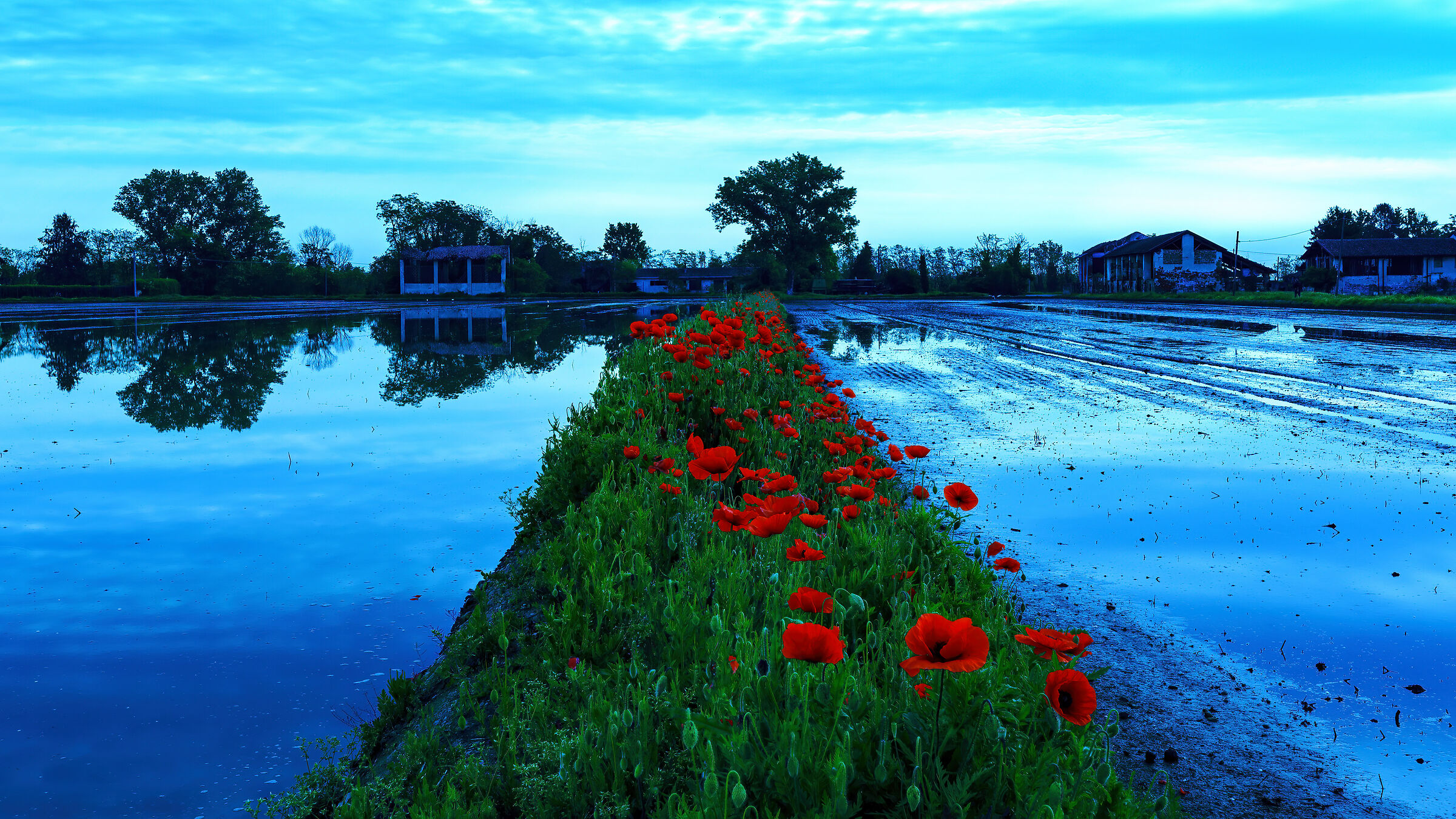 Papaveri in ora blu
