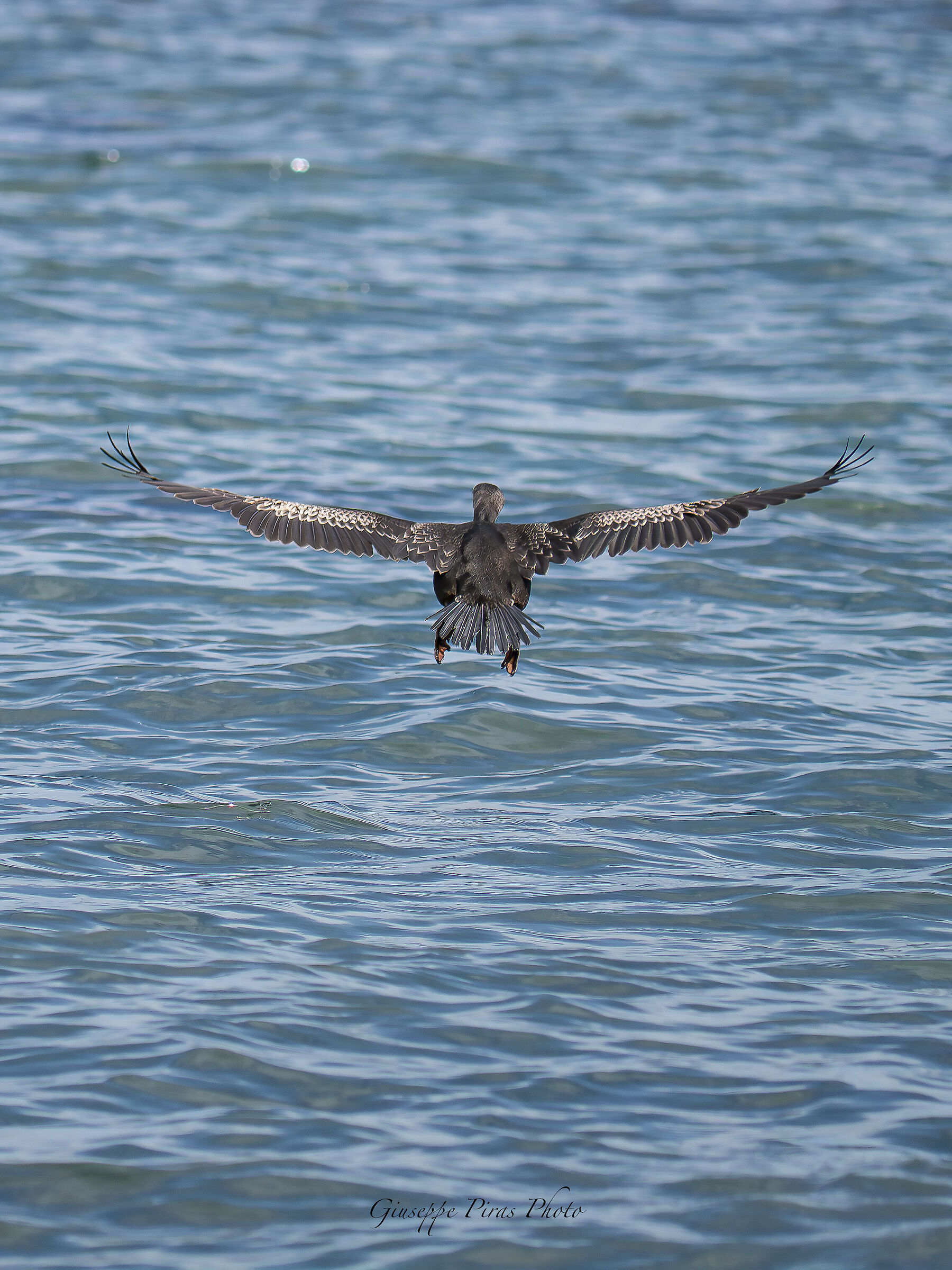 In volo