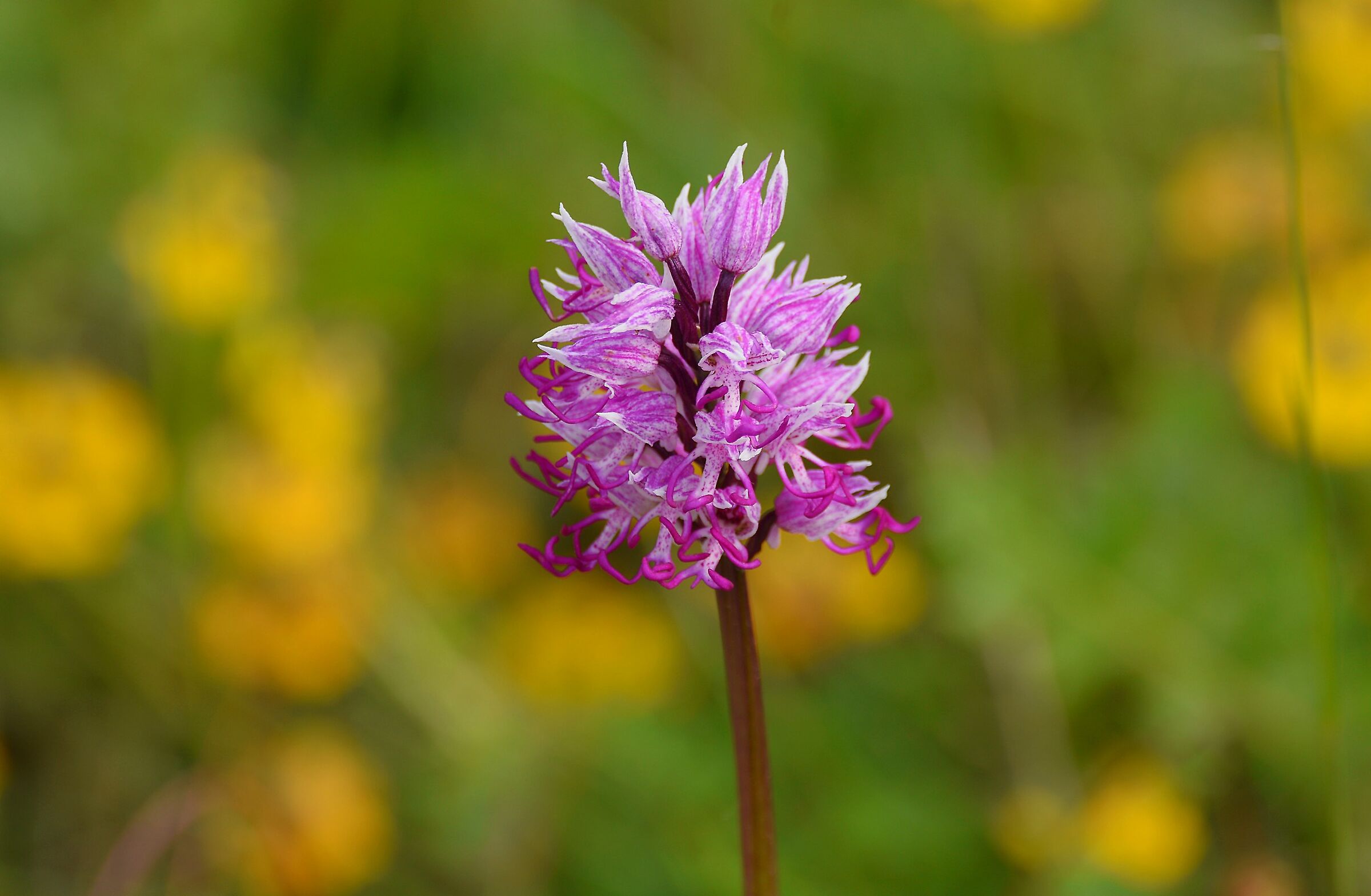 Orchis simia
