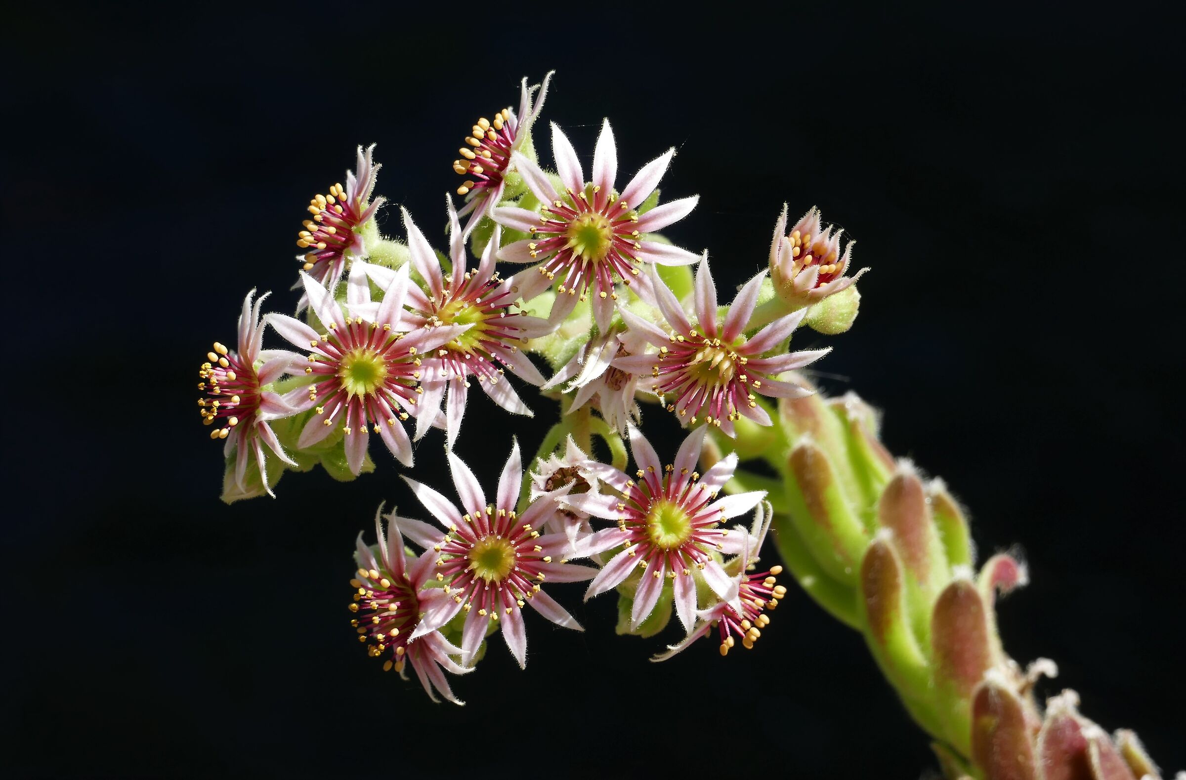 Flowers of everalive