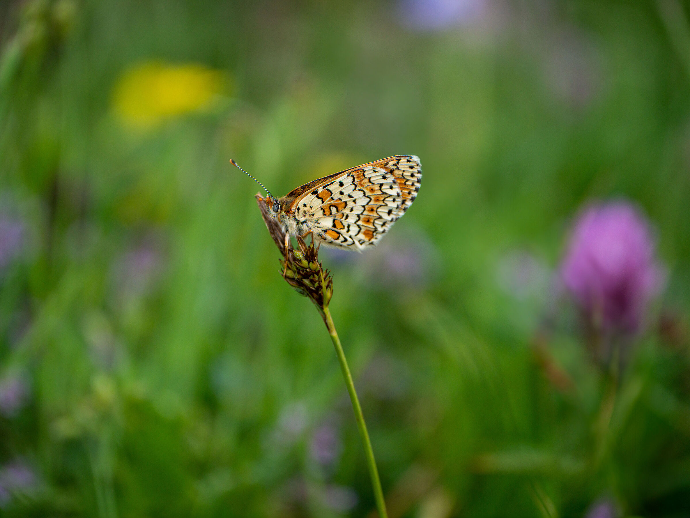 Melitaea Cinxia