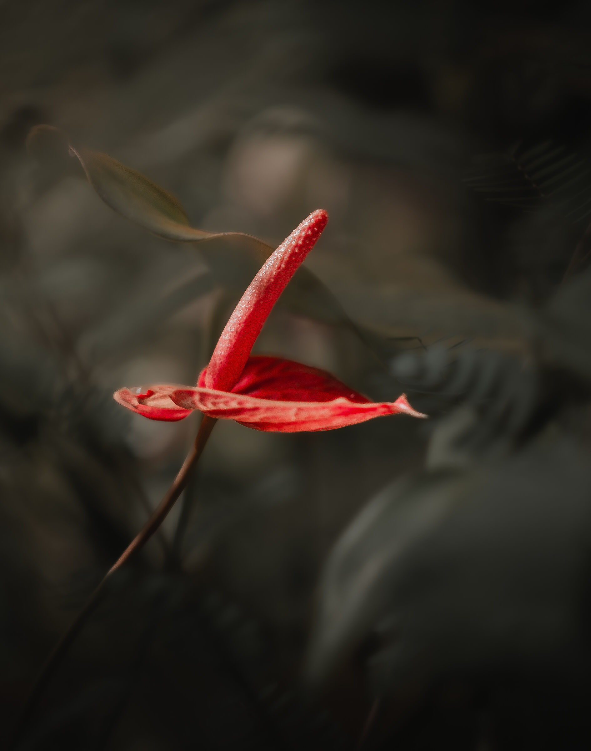 Anthurium