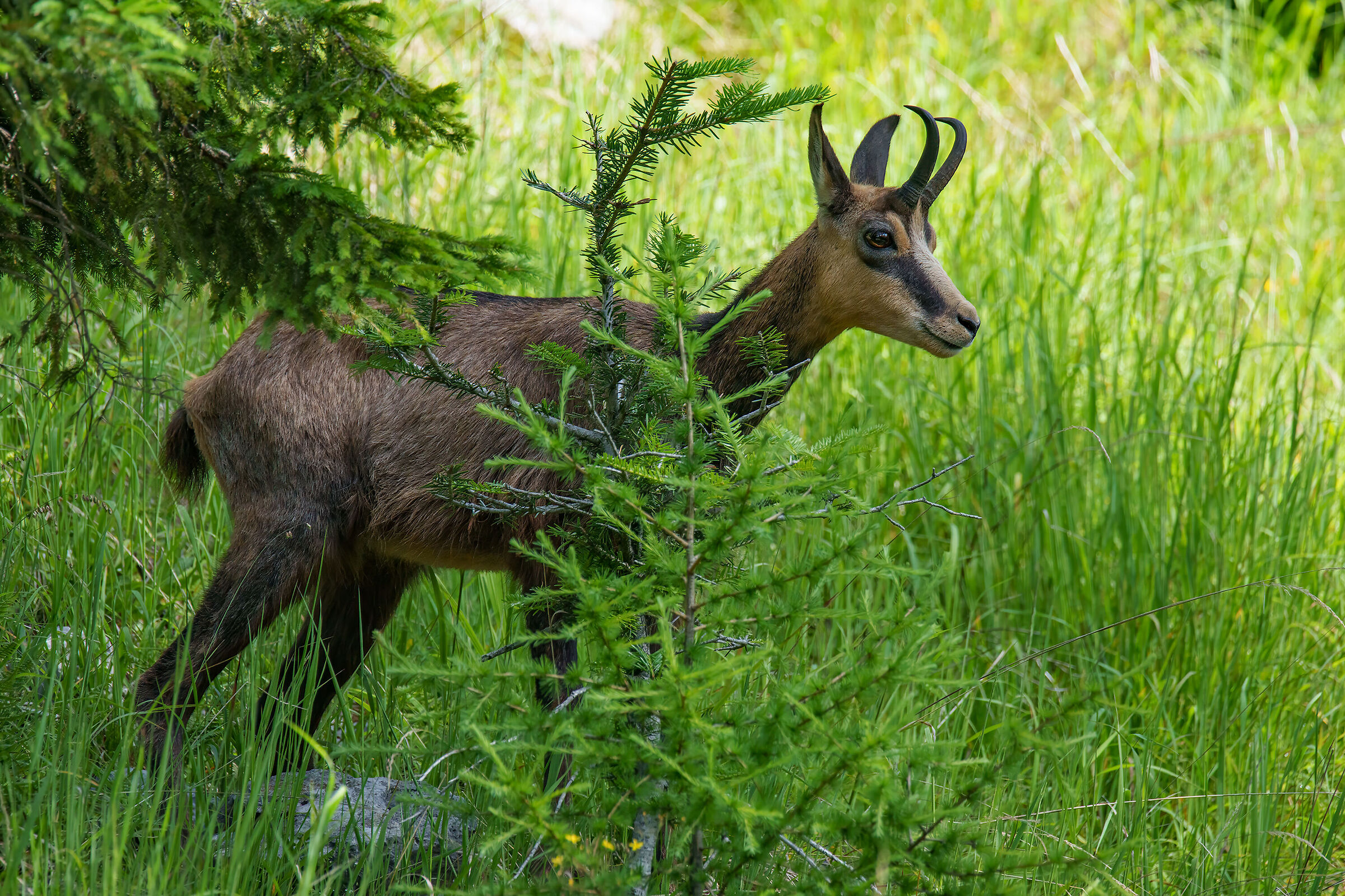 Grass chamois