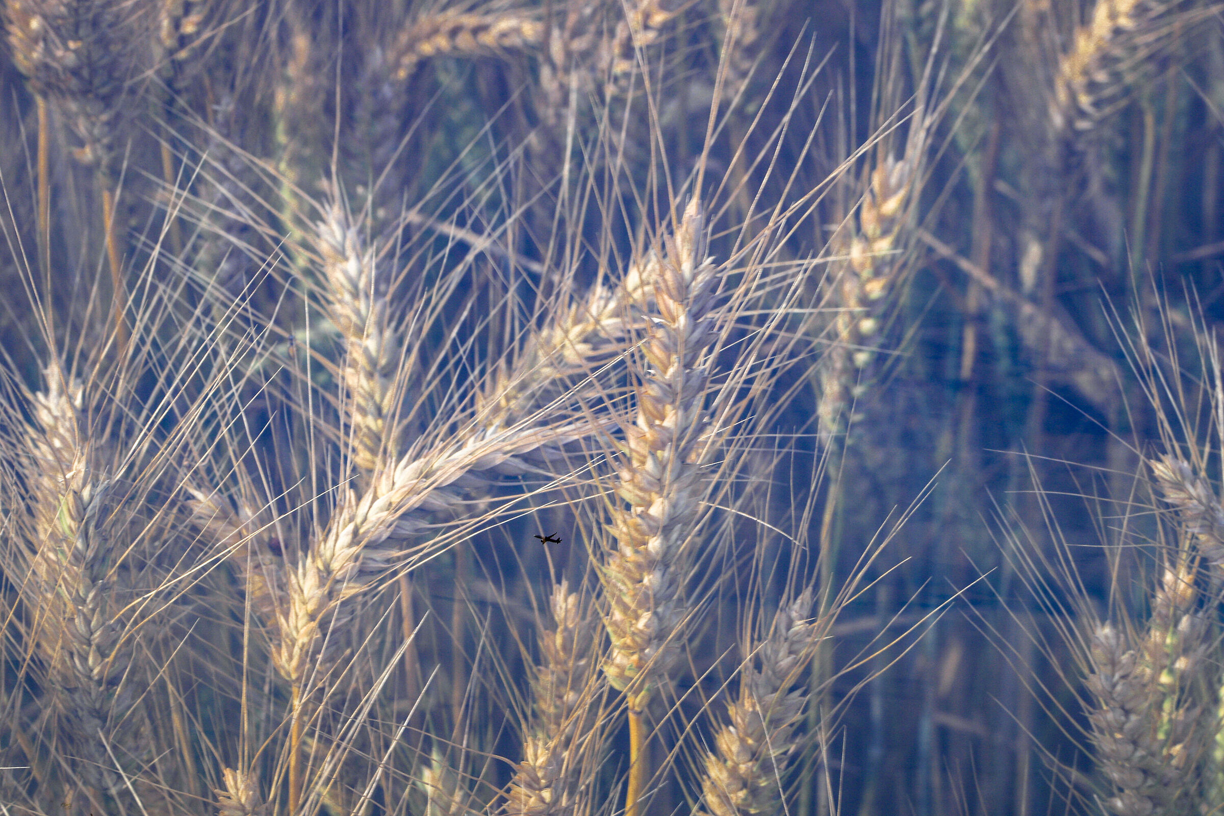I love wheat