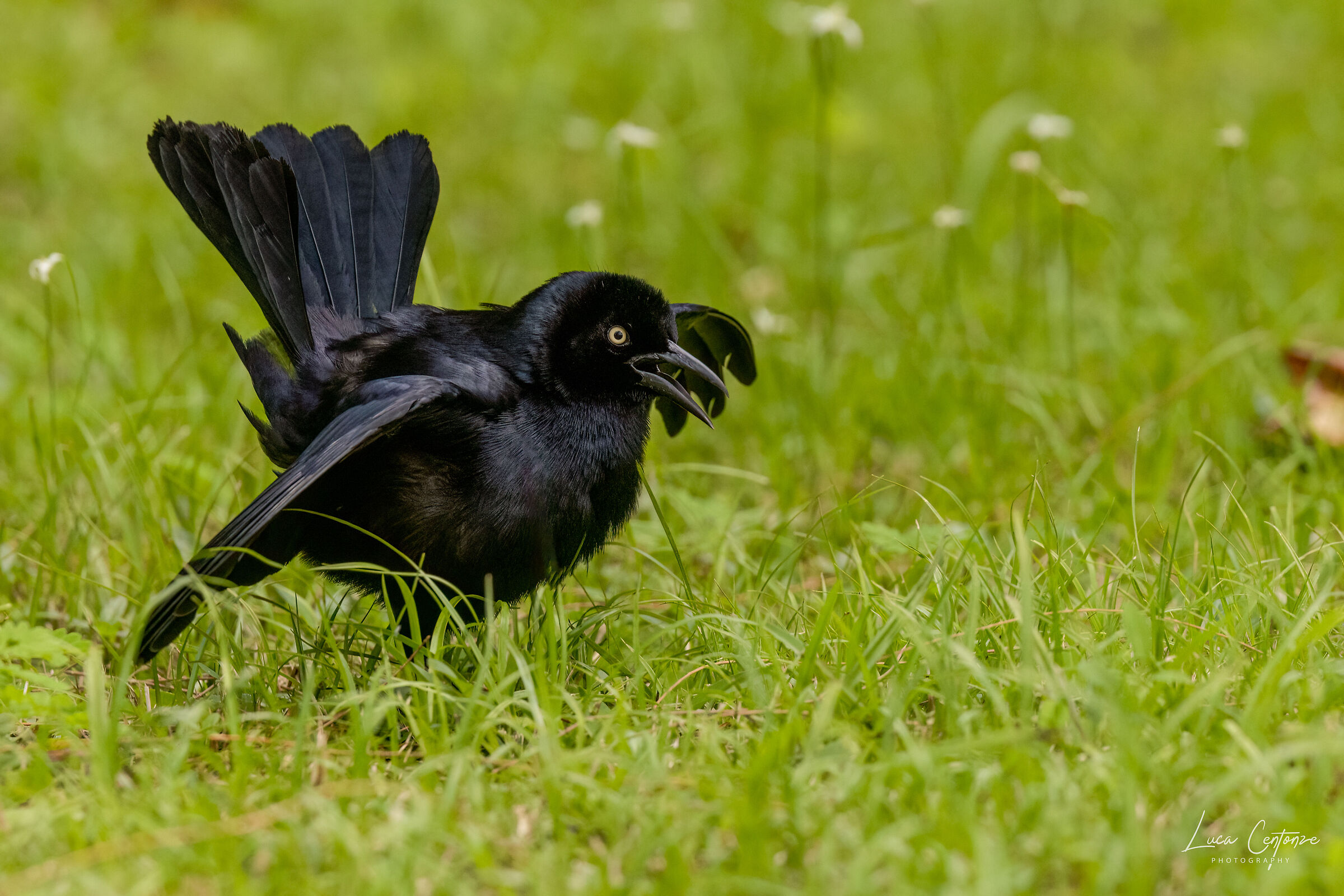 Greater Antillean Grackle