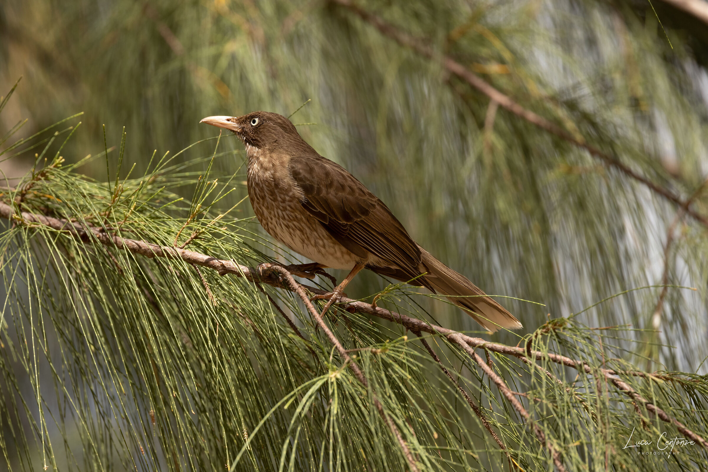 Pearly-eyed Thrasher